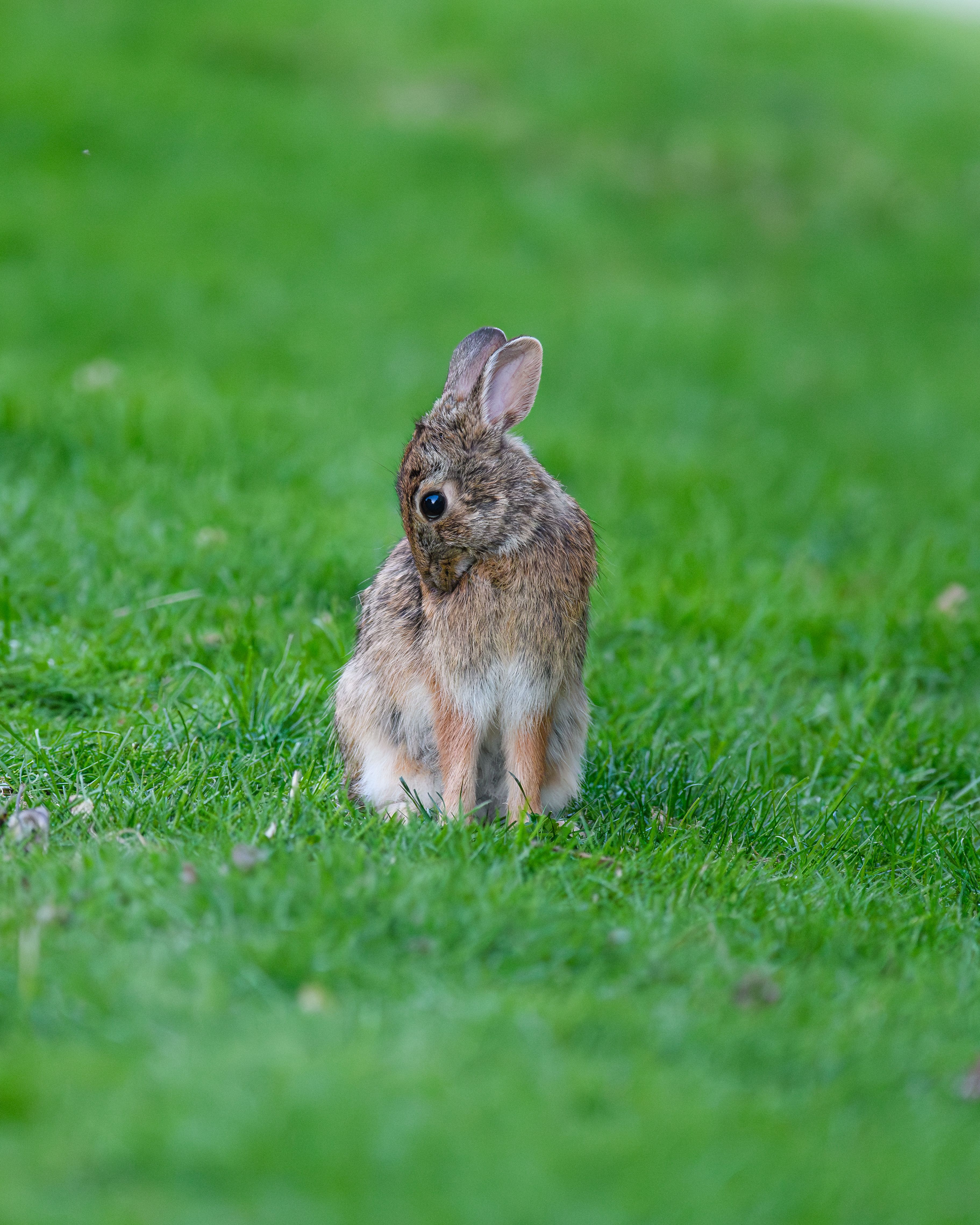 Adorable Rabbit on Lush Green Grass in Canonsburg · Free Stock Photo