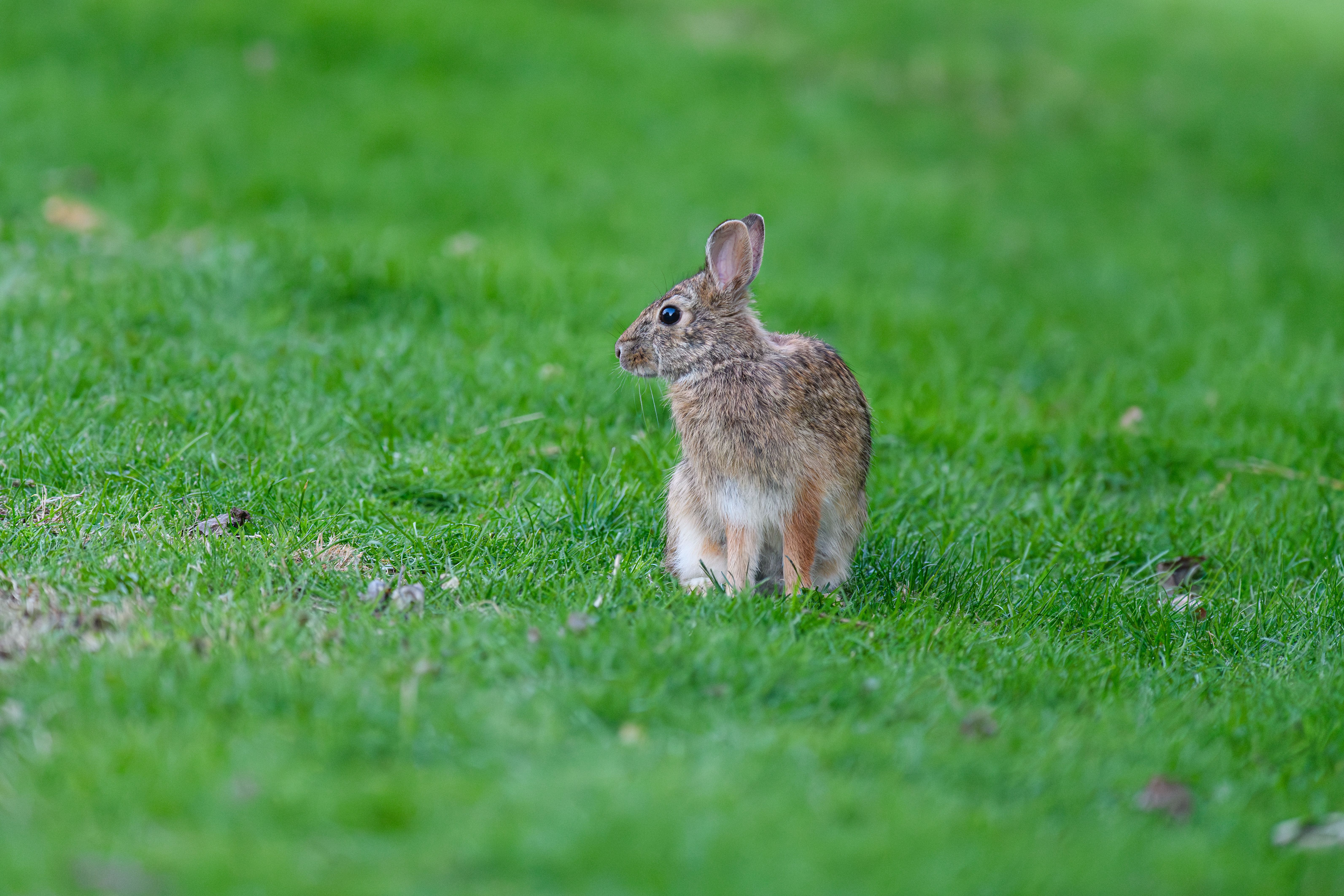 Eastern Cottontail Rabbit on Green Grass · Free Stock Photo