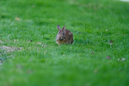 Free Close-up of a wild rabbit on a lush green grass field in Canonsburg, Pennsylvania. Stock Photo