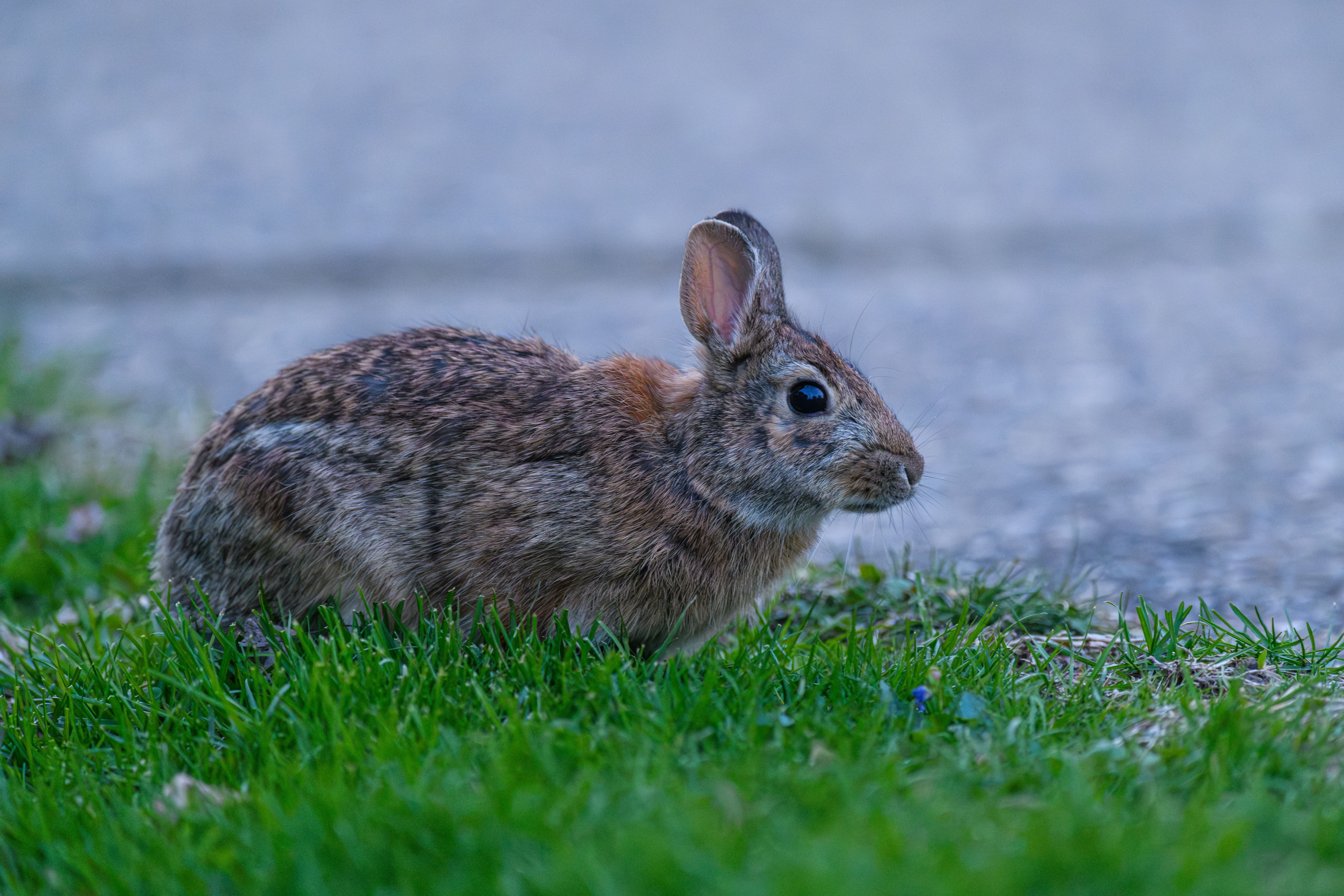 Veterinarian examining a rabbit during a checkup