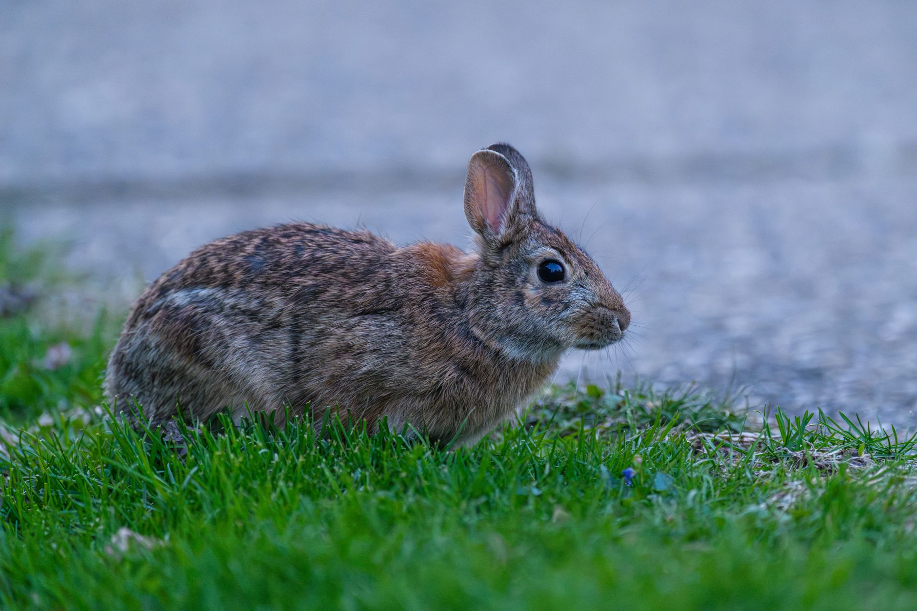 Veterinarian examining a rabbit during a checkup