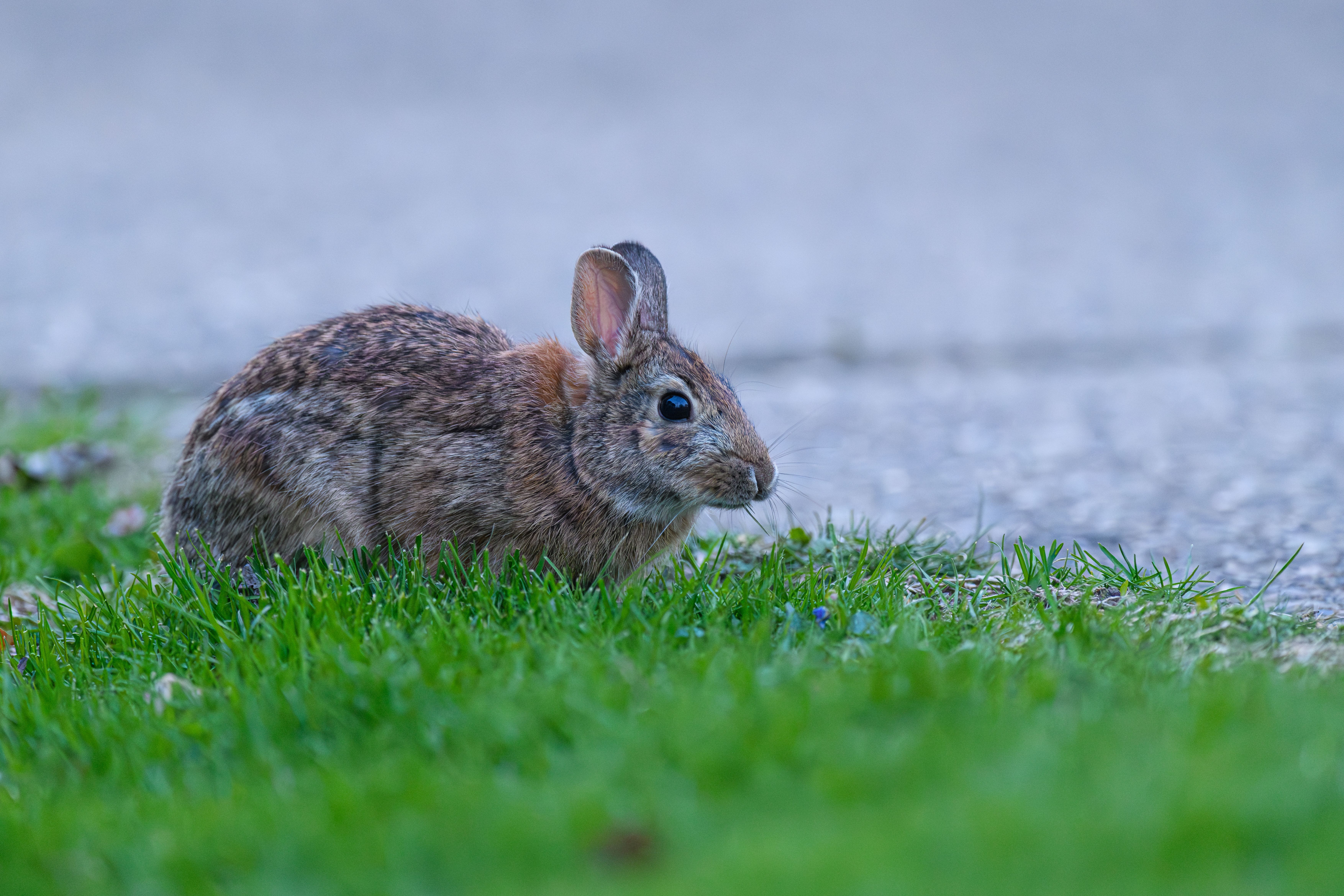 Eastern Cottontail Rabbit in Canonsburg Park · Free Stock Photo