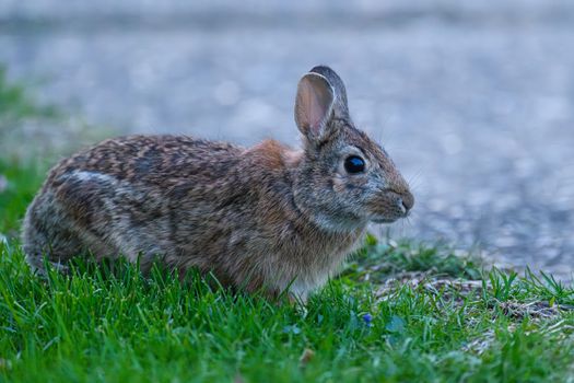 rabbit photo