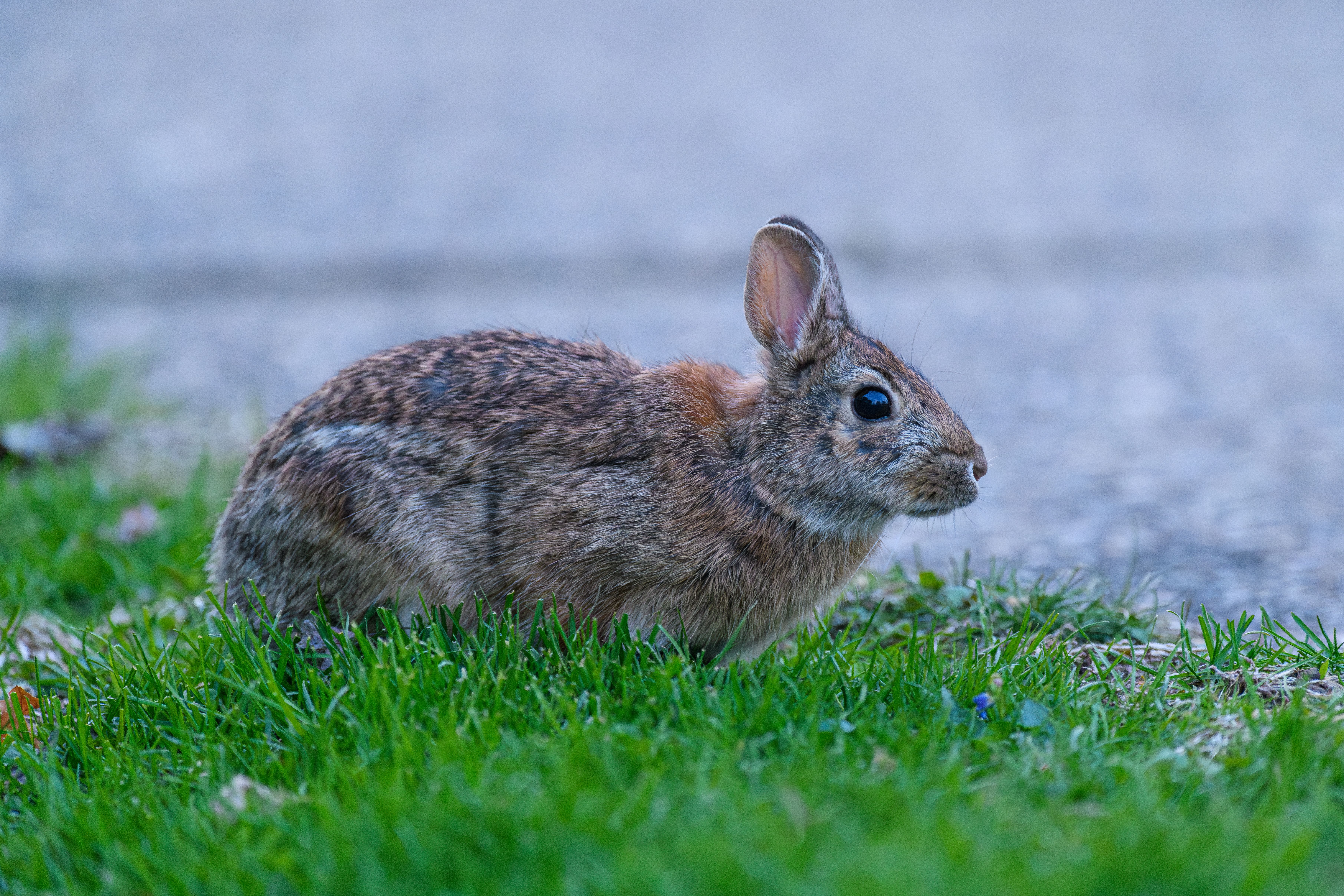 Veterinarian examining a rabbit during a checkup