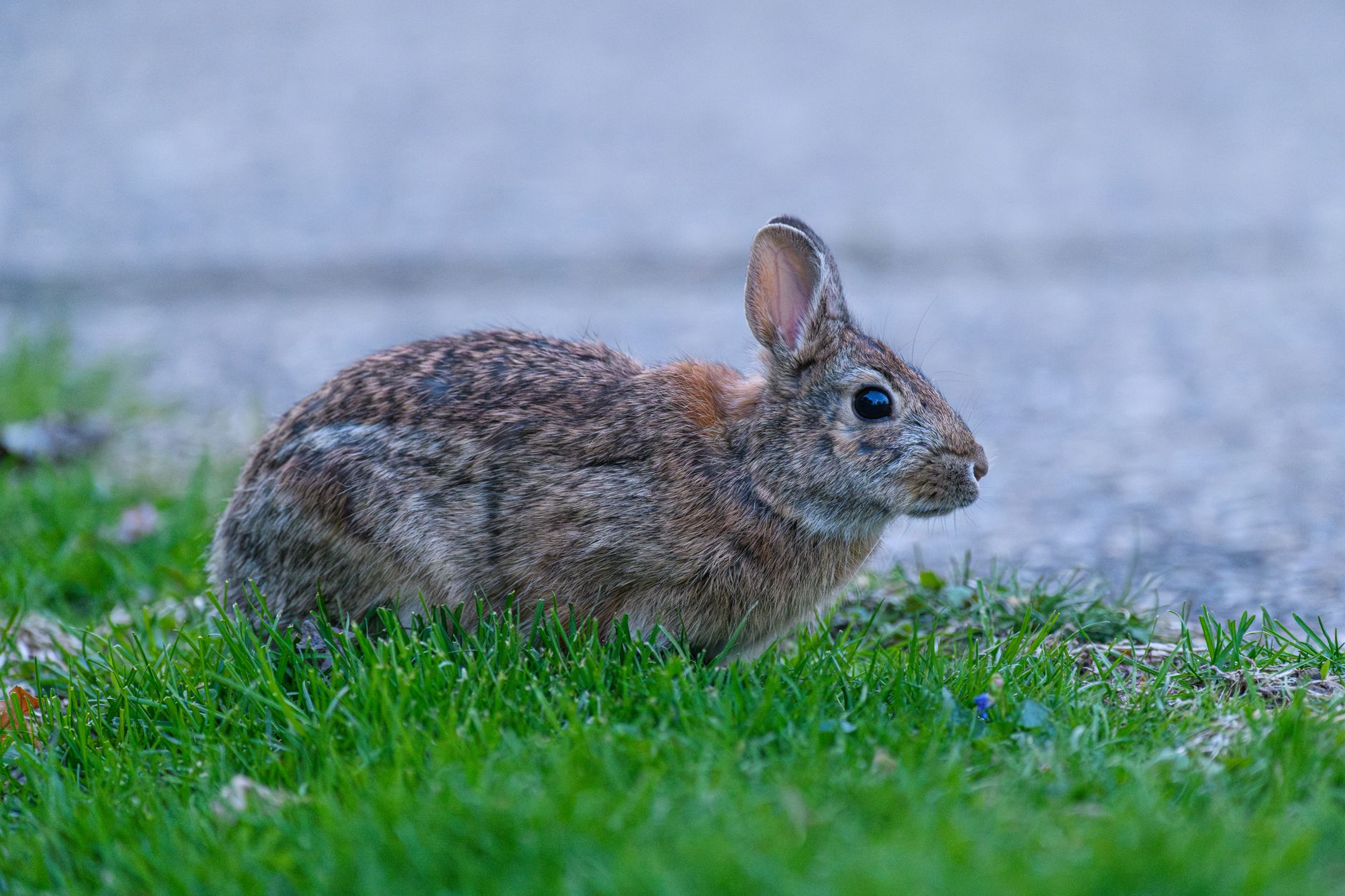 Veterinarian examining a rabbit during a checkup