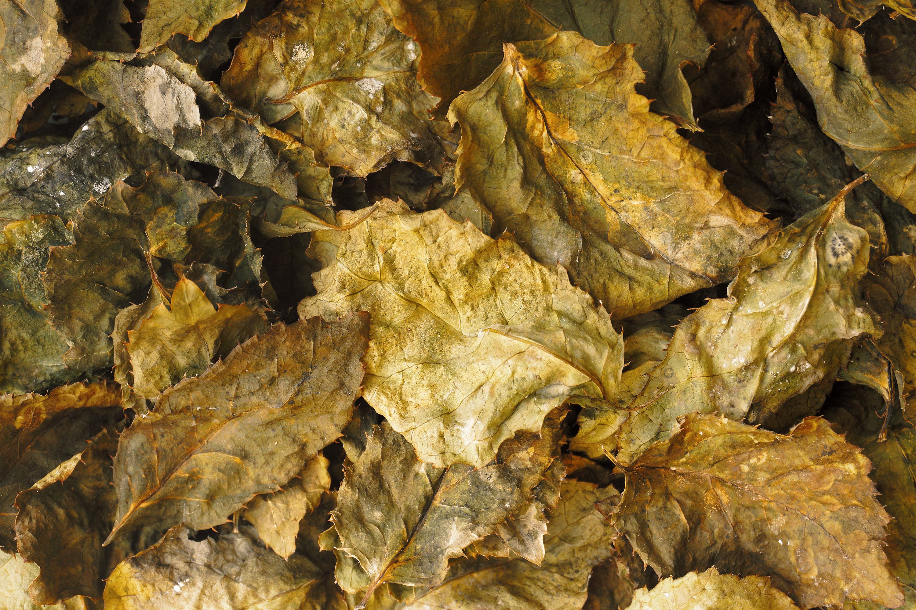 Detailed view of dry leaves in varying shades of brown, showcasing autumn textures and warm tones.