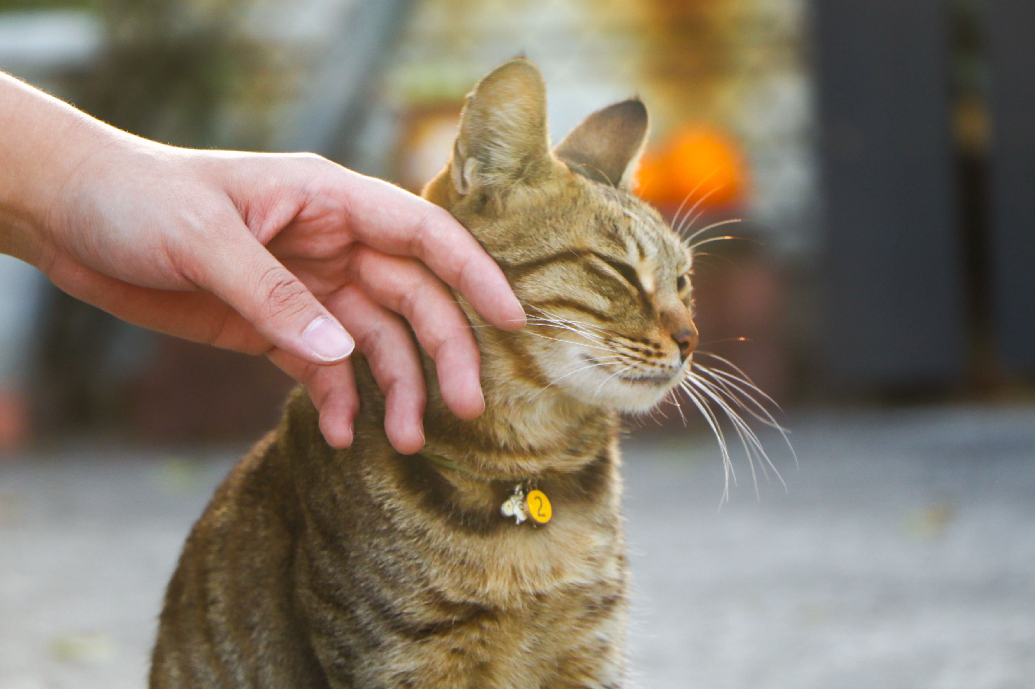 pet care pet safety — Photo by Yuen on Pexels