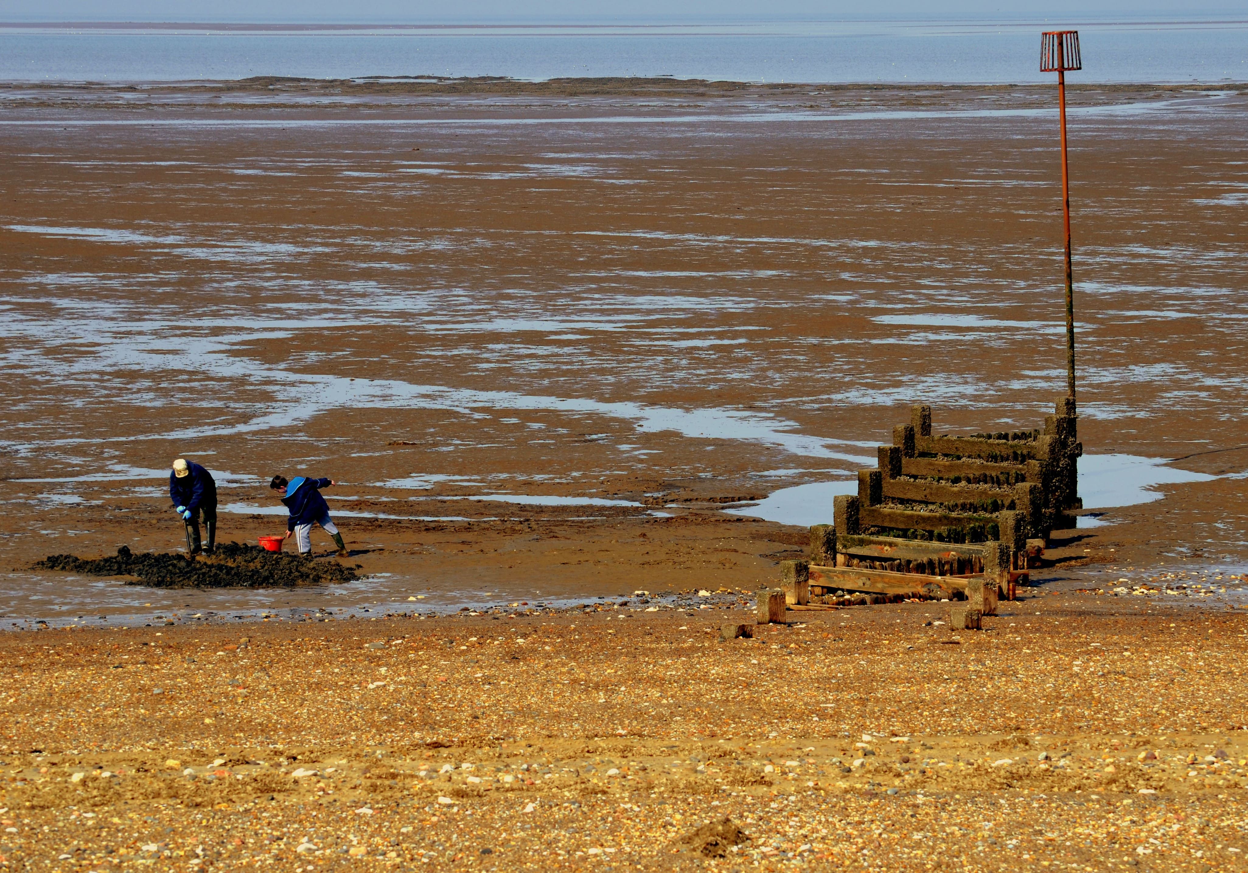 Two People Harvesting Clams on Muddy Shoreline · Free Stock Photo