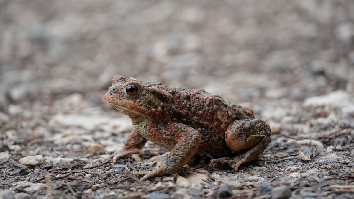 Desert toad resting on rocky terrain