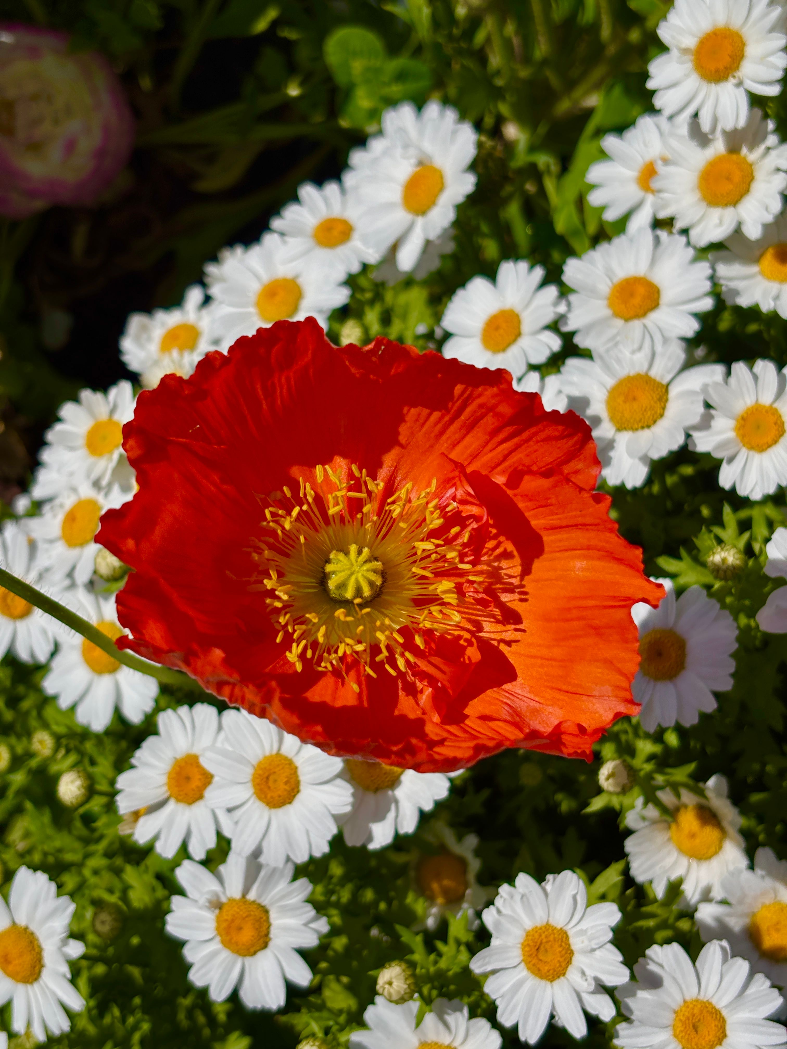 Vibrant Red Poppy Surrounded by White Daisies · Free Stock Photo