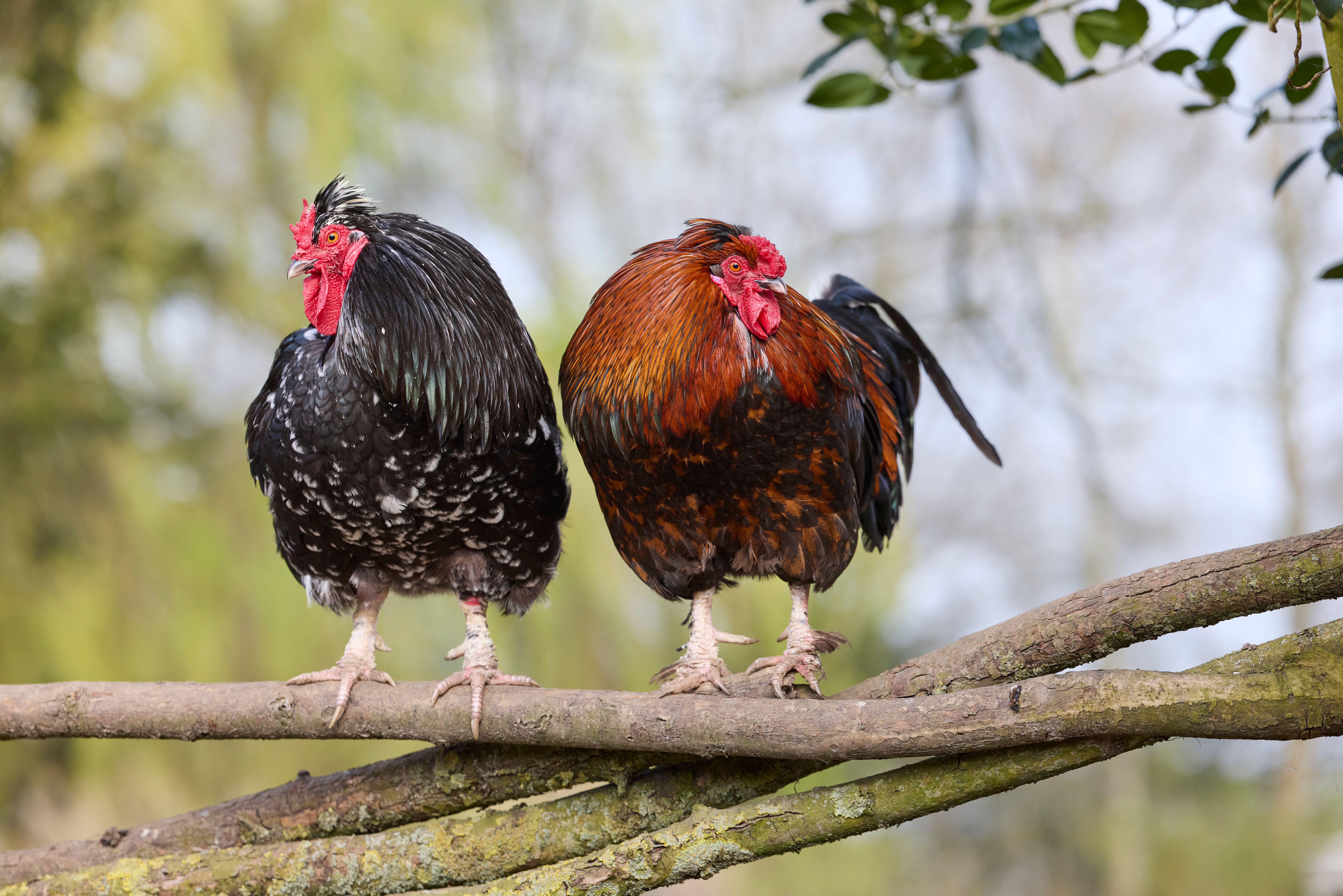 Two Colorful Roosters Perched on Branch · Free Stock Photo