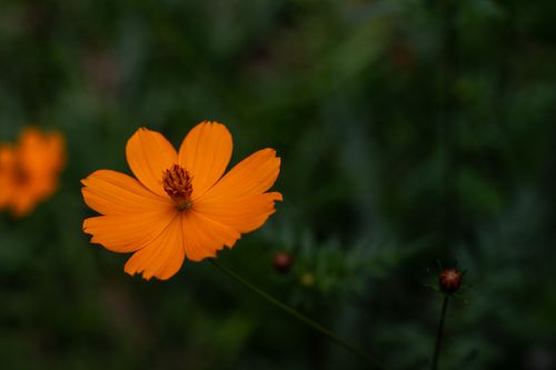 Free Stunning close-up of a bright orange cosmos flower against a lush green backdrop. Stock Photo