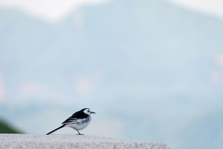 遠くにぼんやりと山々が広がる静かな風景の中、石の上に止まるセグロセキレイ。
