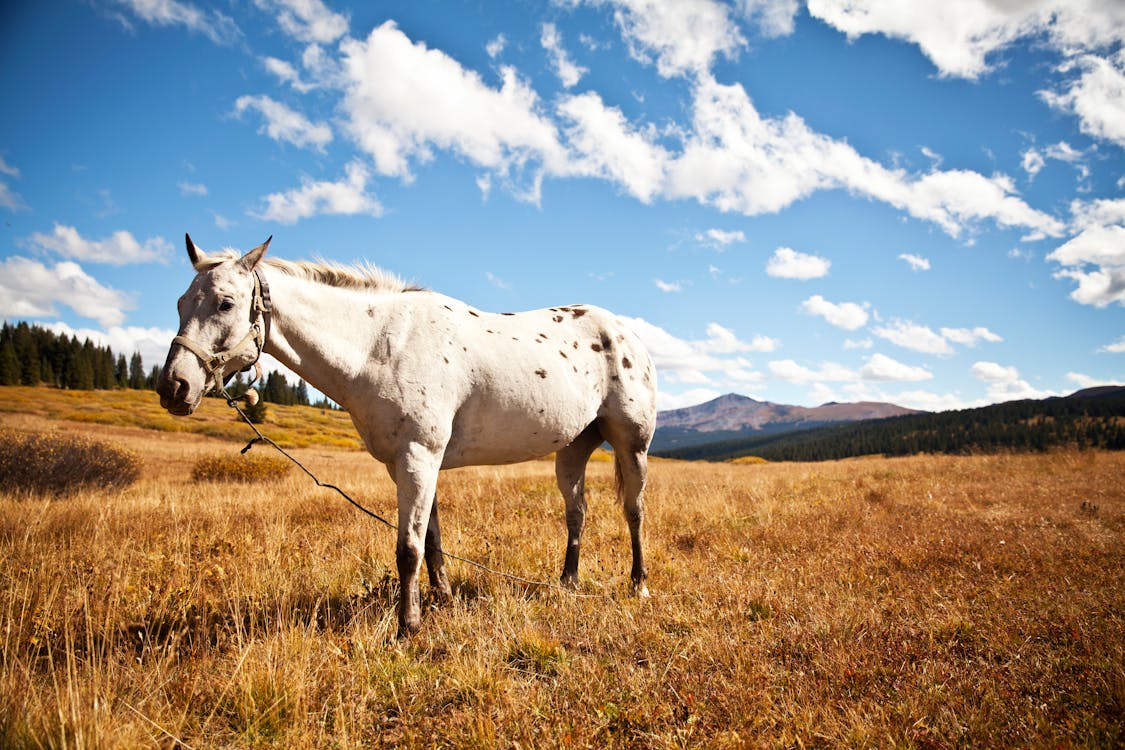 Free White Horse Stock Photo