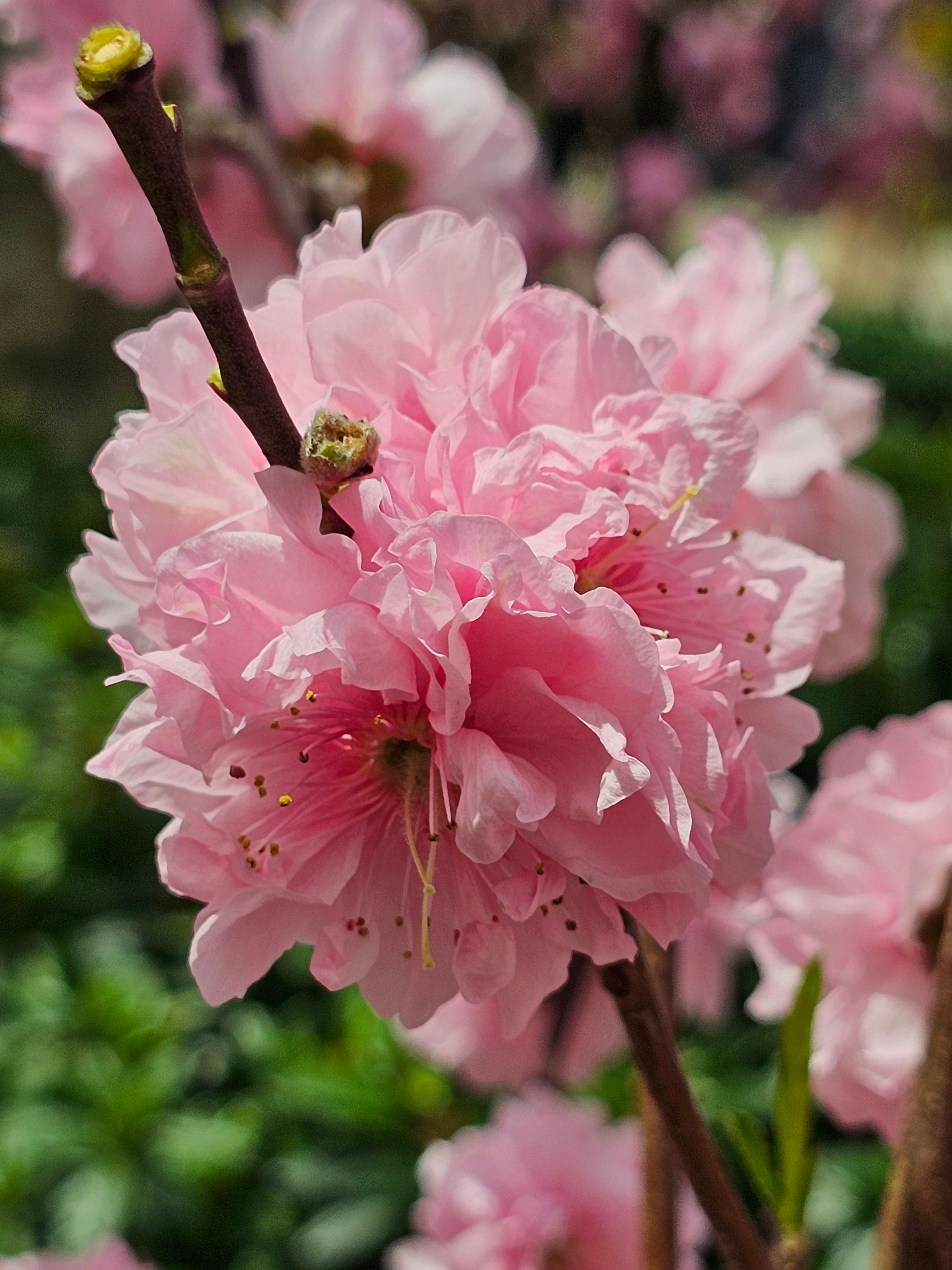 Close-up of Pink Cherry Blossoms in Spring · Free Stock Photo