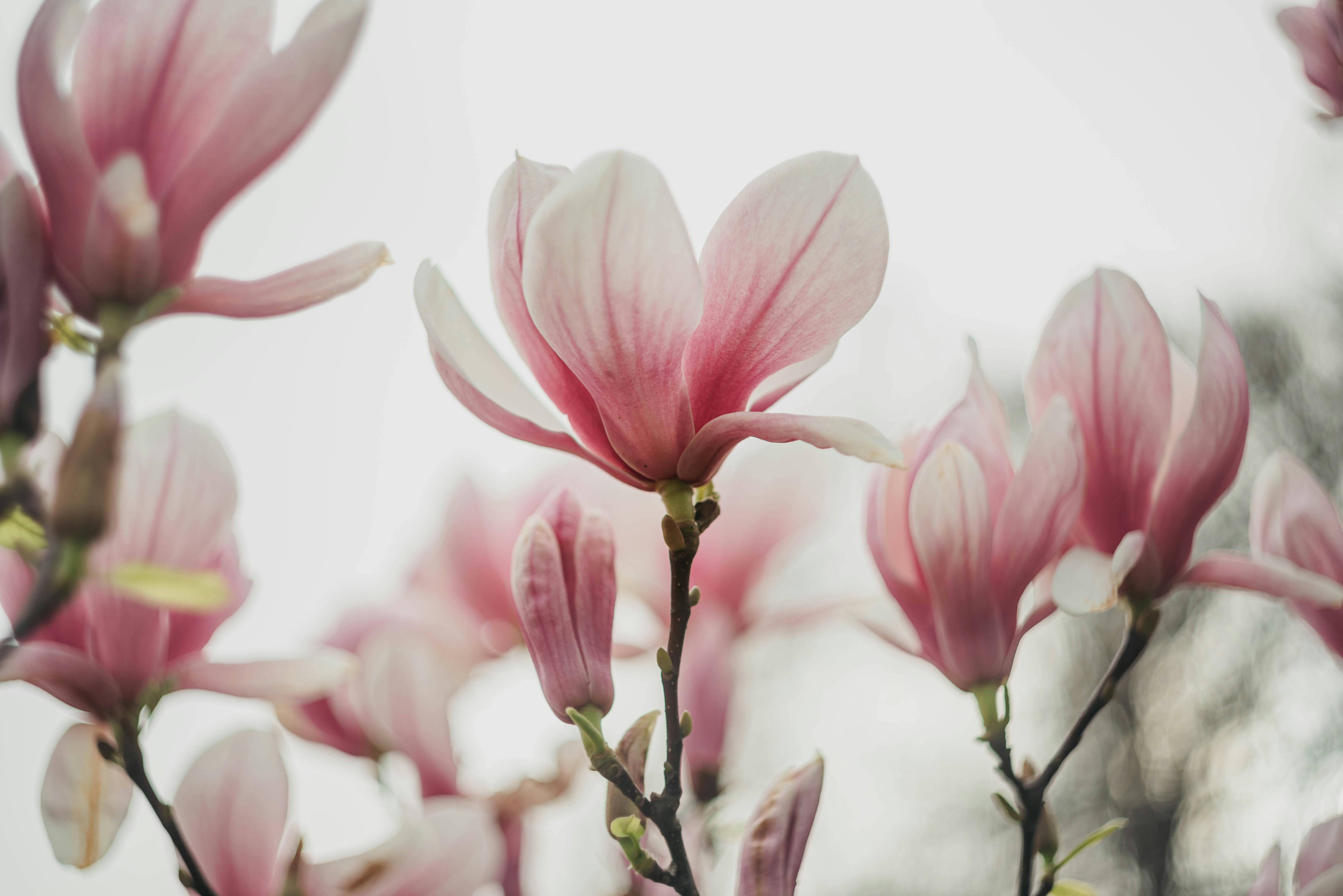 Magnolia’s AAA Hobbies To Close 2026 (Second Half). Iconic Hobby- Craft Emporium — Photo by Olga Solodilova on Pexels