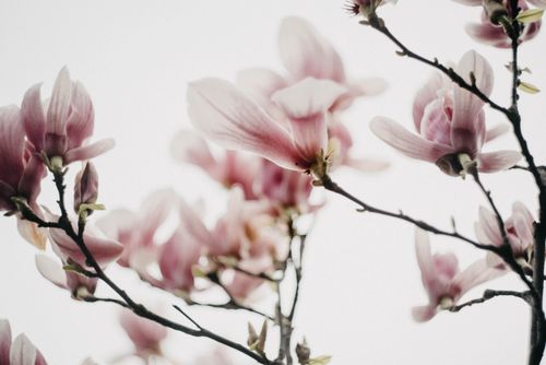 Free Delicate pink magnolia flowers in full bloom set against a soft, overcast sky. Stock Photo