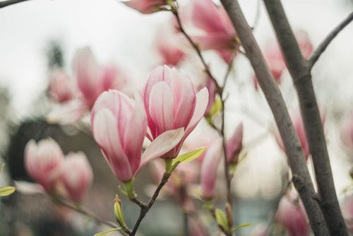 Free Detailed image of pink magnolia flowers in full bloom, capturing the essence of spring with soft petals. Stock Photo