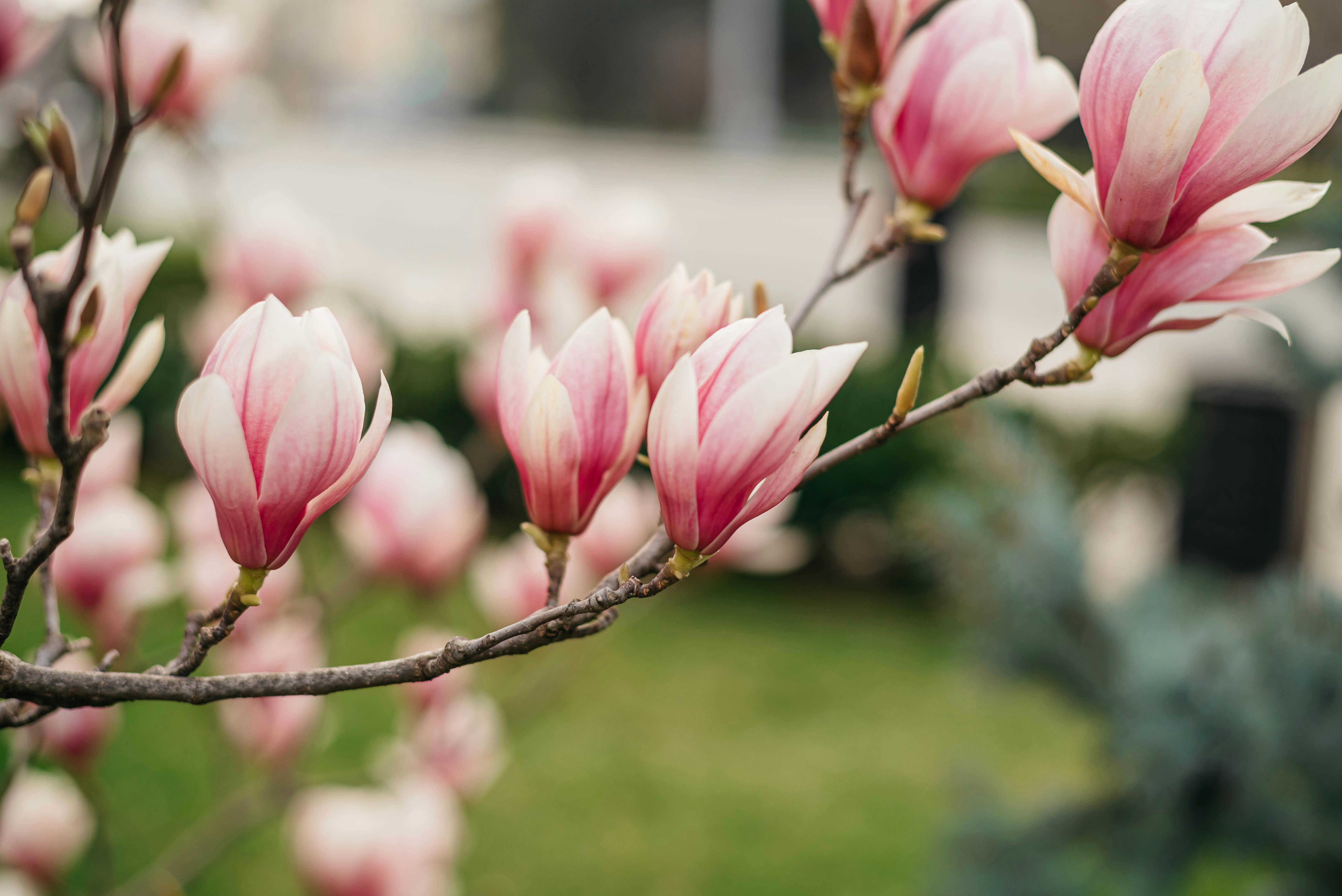 Magnolia’s AAA Hobbies To Close 2026 (Second Half). Iconic Hobby- Craft Emporium — Photo by Olga Solodilova on Pexels