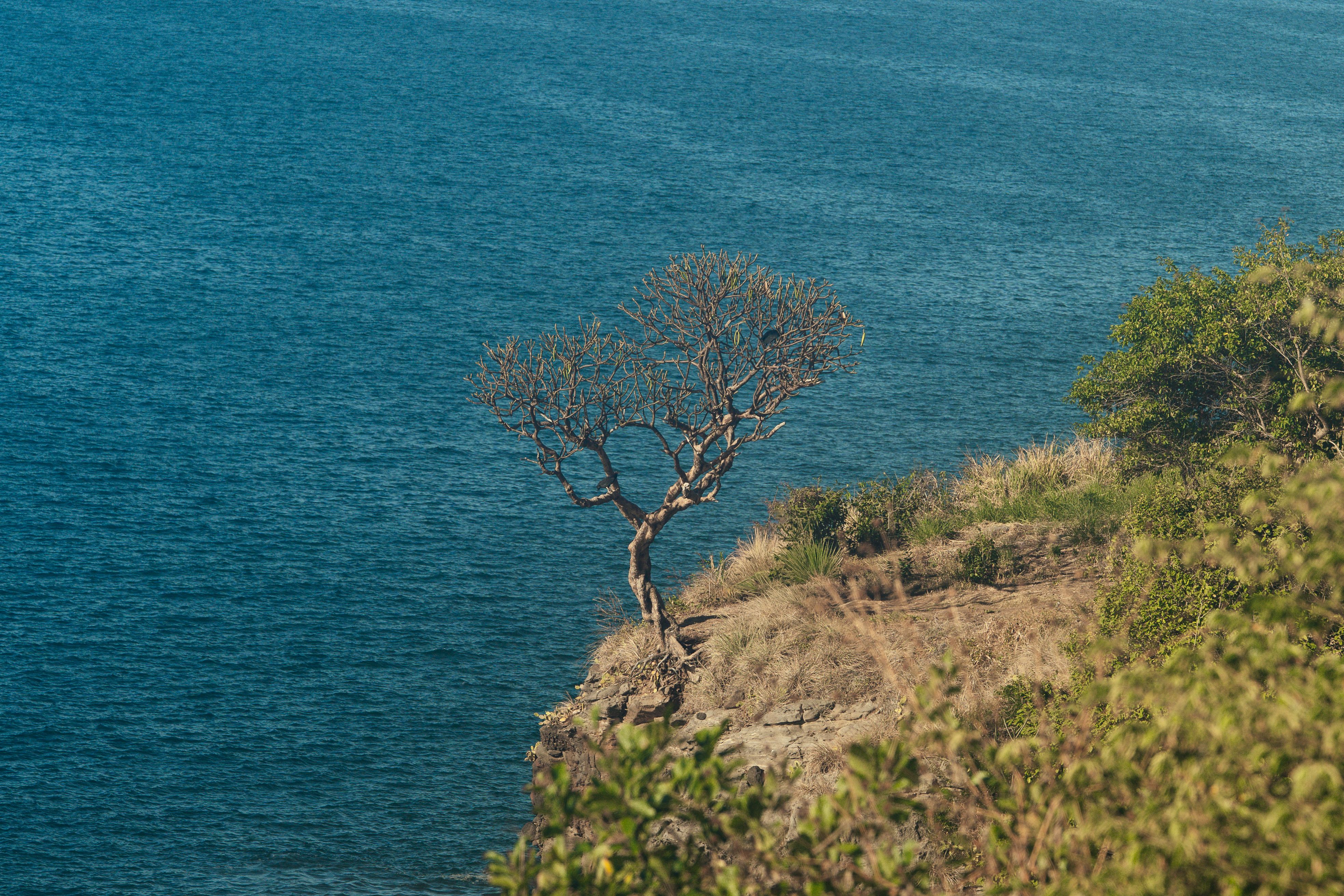 Solitary Tree on a Cliff Overlooking the Sea · Free Stock Photo