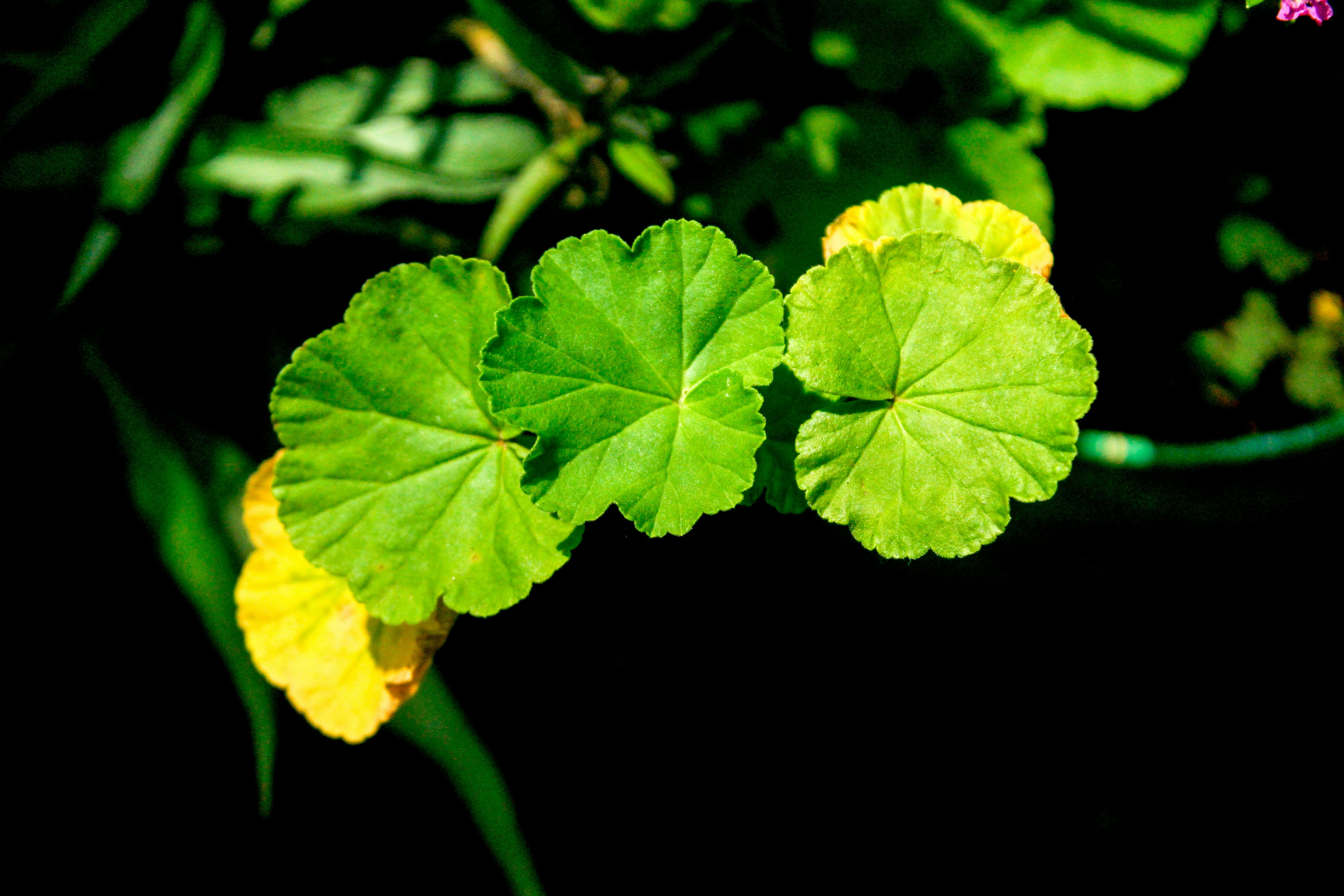 gardening leave — Photo by Saravanan Narayanan on Pexels