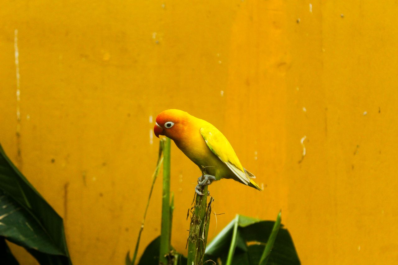 bright yellow lovebird perched on a tropical plant against a bold yell