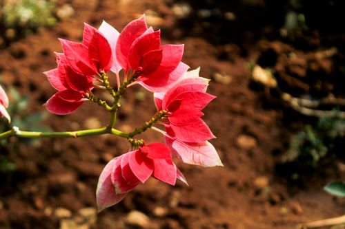 Free Bright red poinsettia flowers captured in natural sunlight, showcasing the beauty of blooming flora. Stock Photo