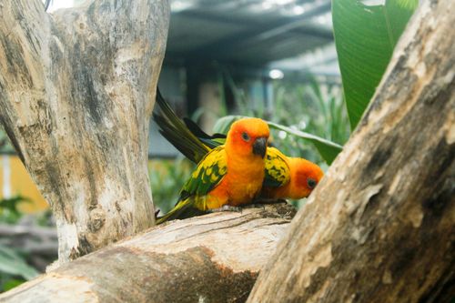 Free Vibrant sun parakeets perched on a branch inside a lush indoor aviary. Stock Photo