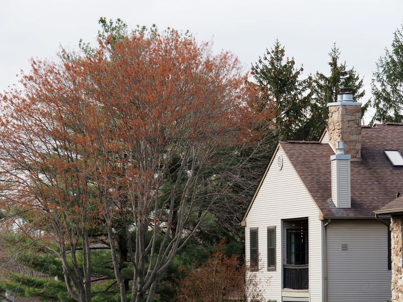 Small suburban house surrounded by trees in autumn