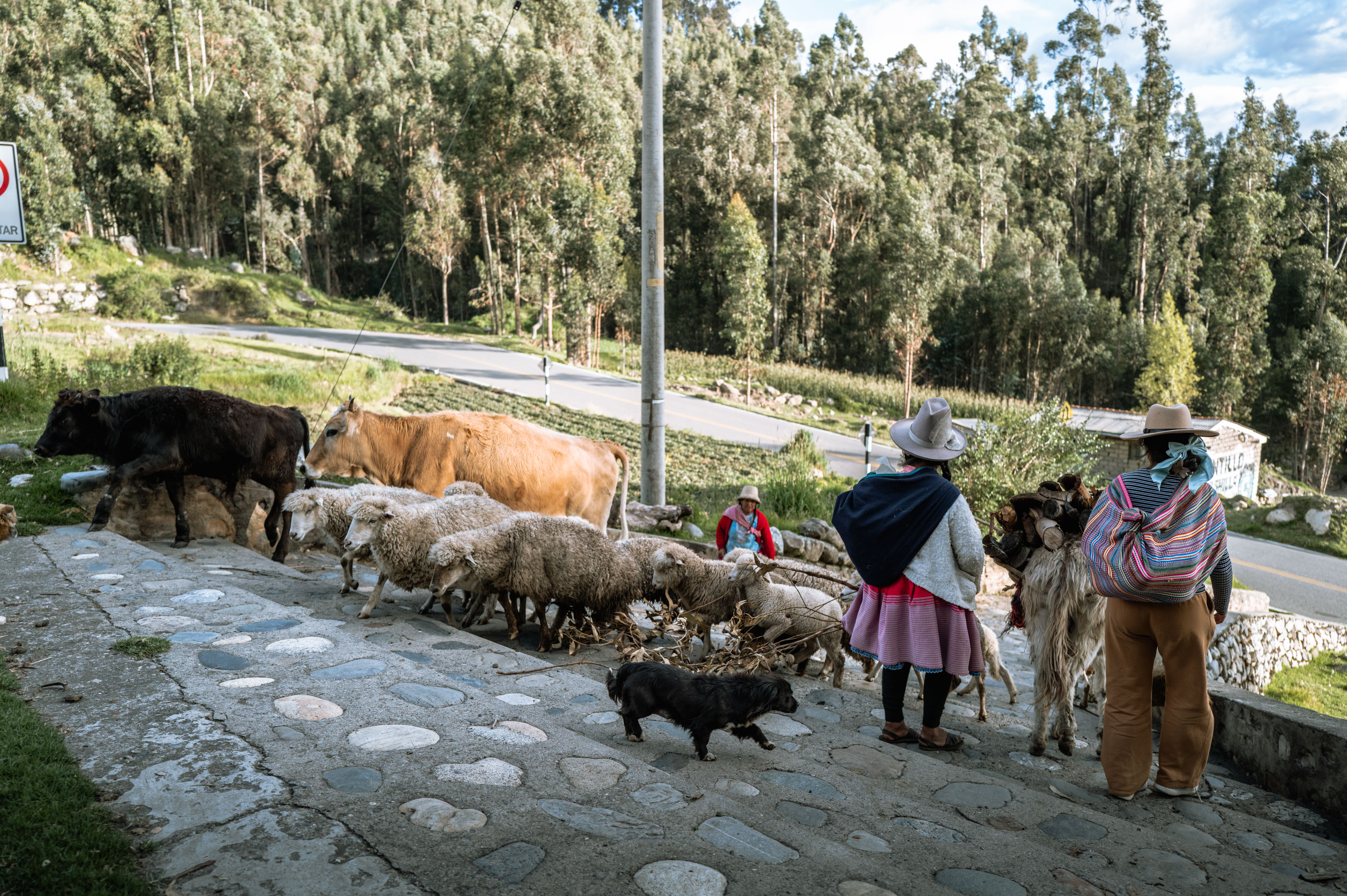 Pastoral Scene in Huaraz, Peru: Farmers and Livestock · Free Stock Photo