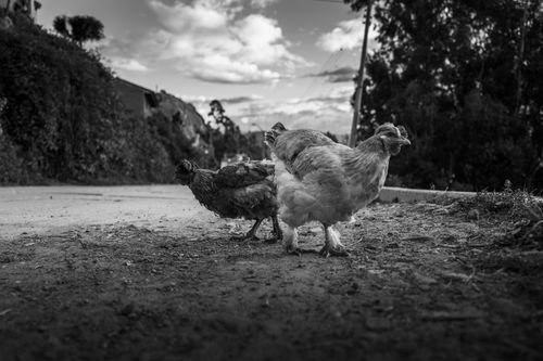 Free Black and white image of chickens walking along a dirt path in Huaraz, capturing rustic rural life. Stock Photo