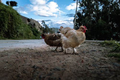 Free Chickens roam freely on a rural road in Huaraz, Peru, surrounded by lush greenery and a blue sky. Stock Photo