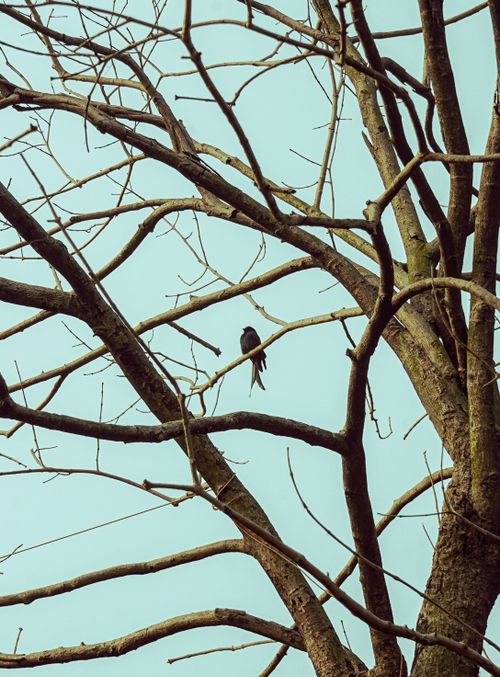 Free A solitary bird perched on a bare tree branch against a clear sky. Stock Photo