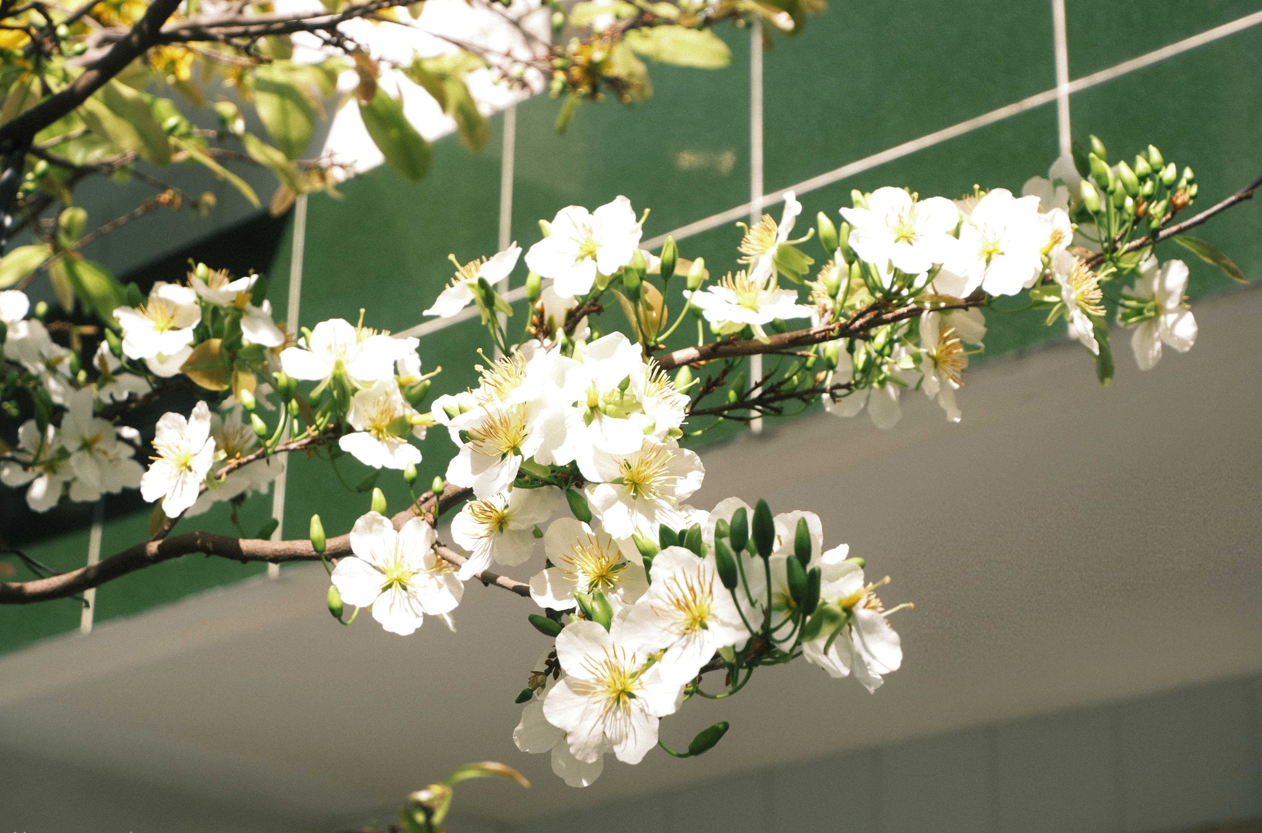 Delicate white plum blossoms in full bloom, symbolizing spring and Tet festivities.