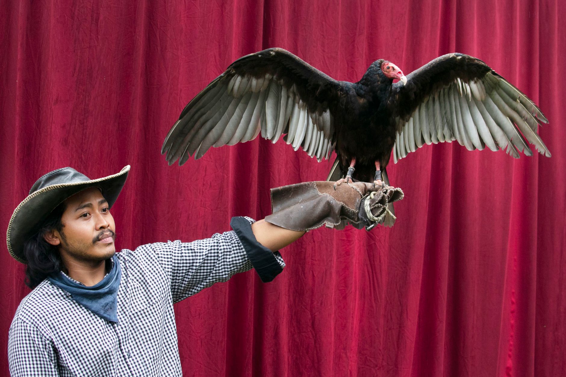 Falconer holding a turkey vulture with wings spread wide against a red curtain backdrop.