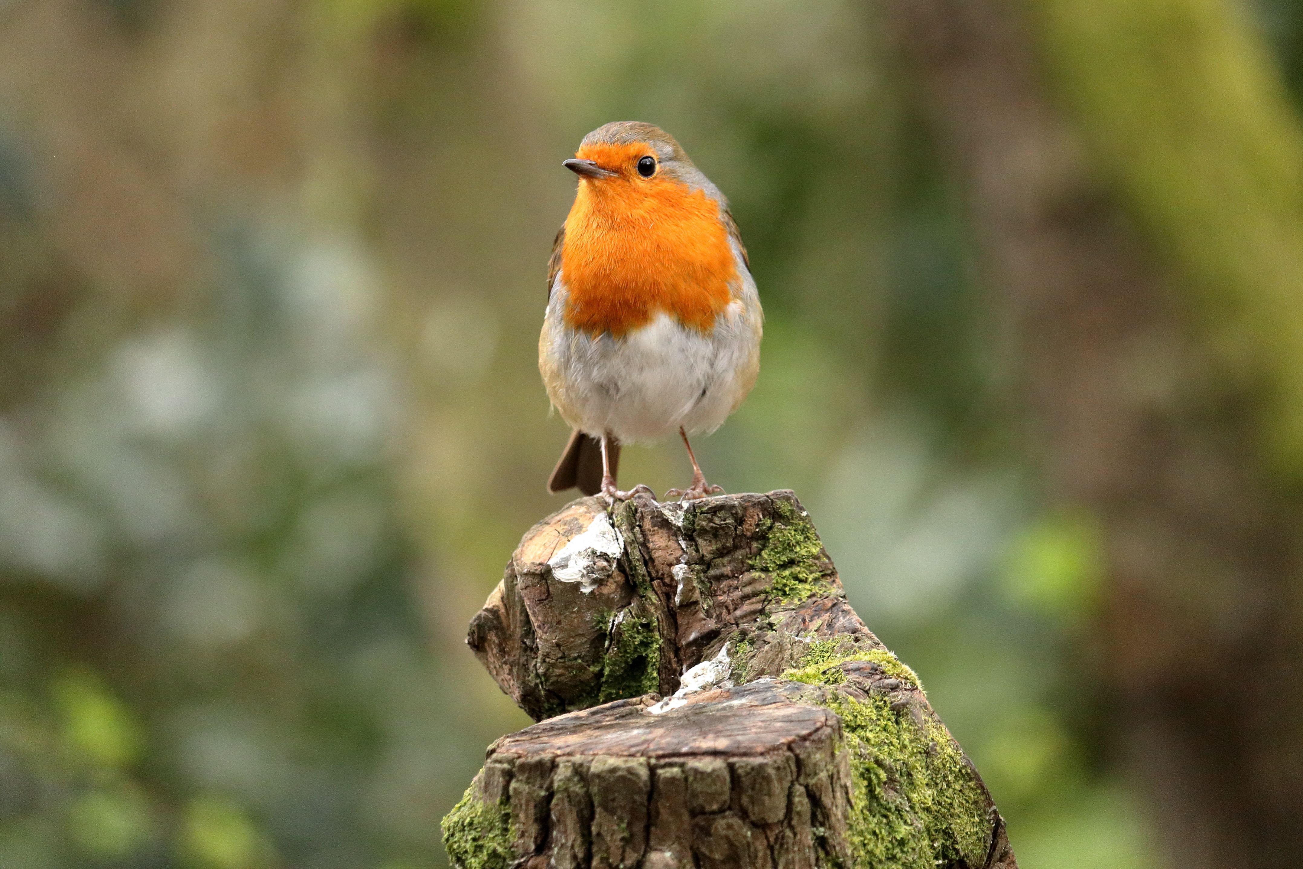 European Robin on Mossy Stump in Woodland · Free Stock Photo