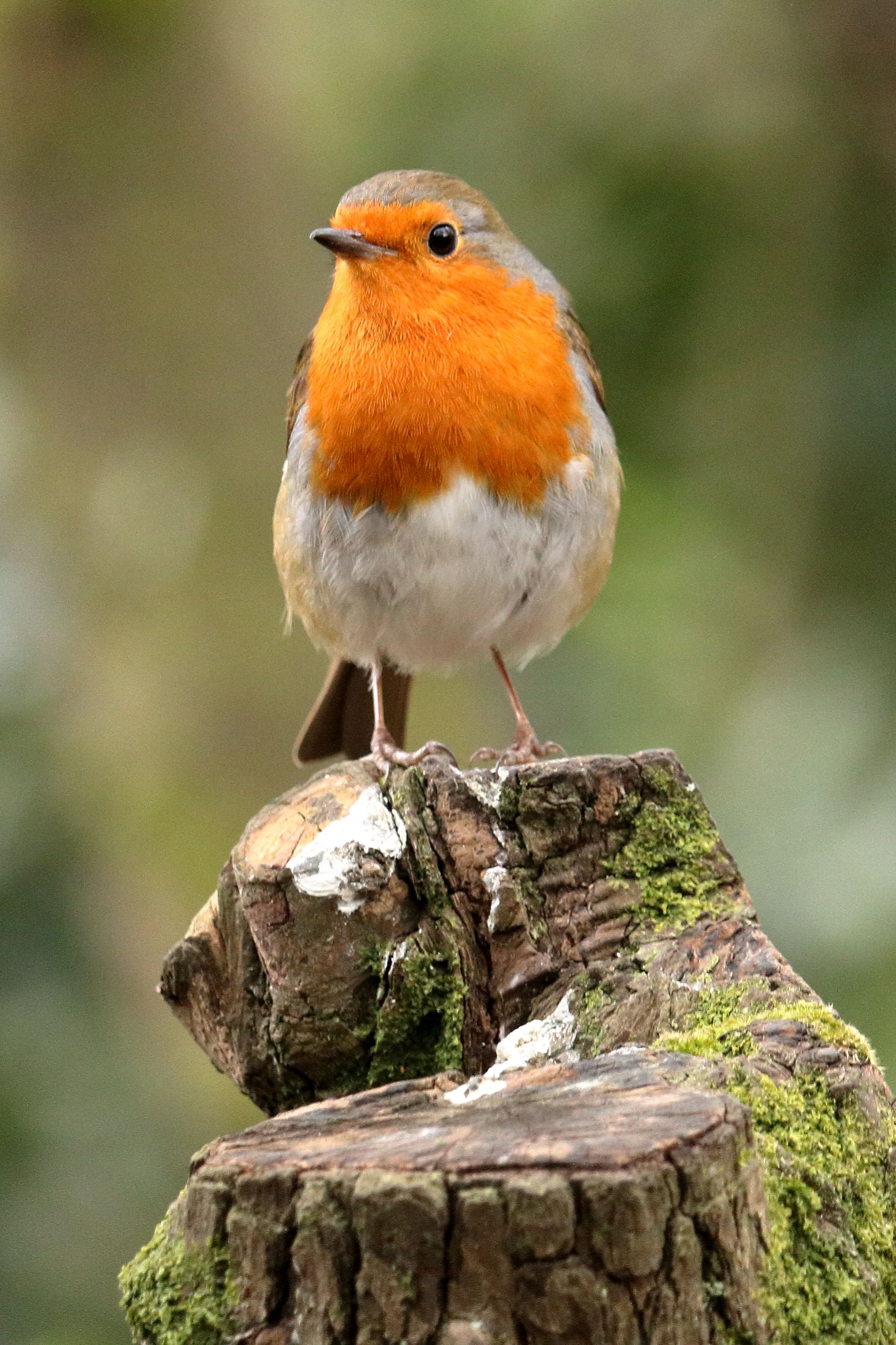 A vibrant European robin perched on a mossy stump, showcasing its bright red breast.