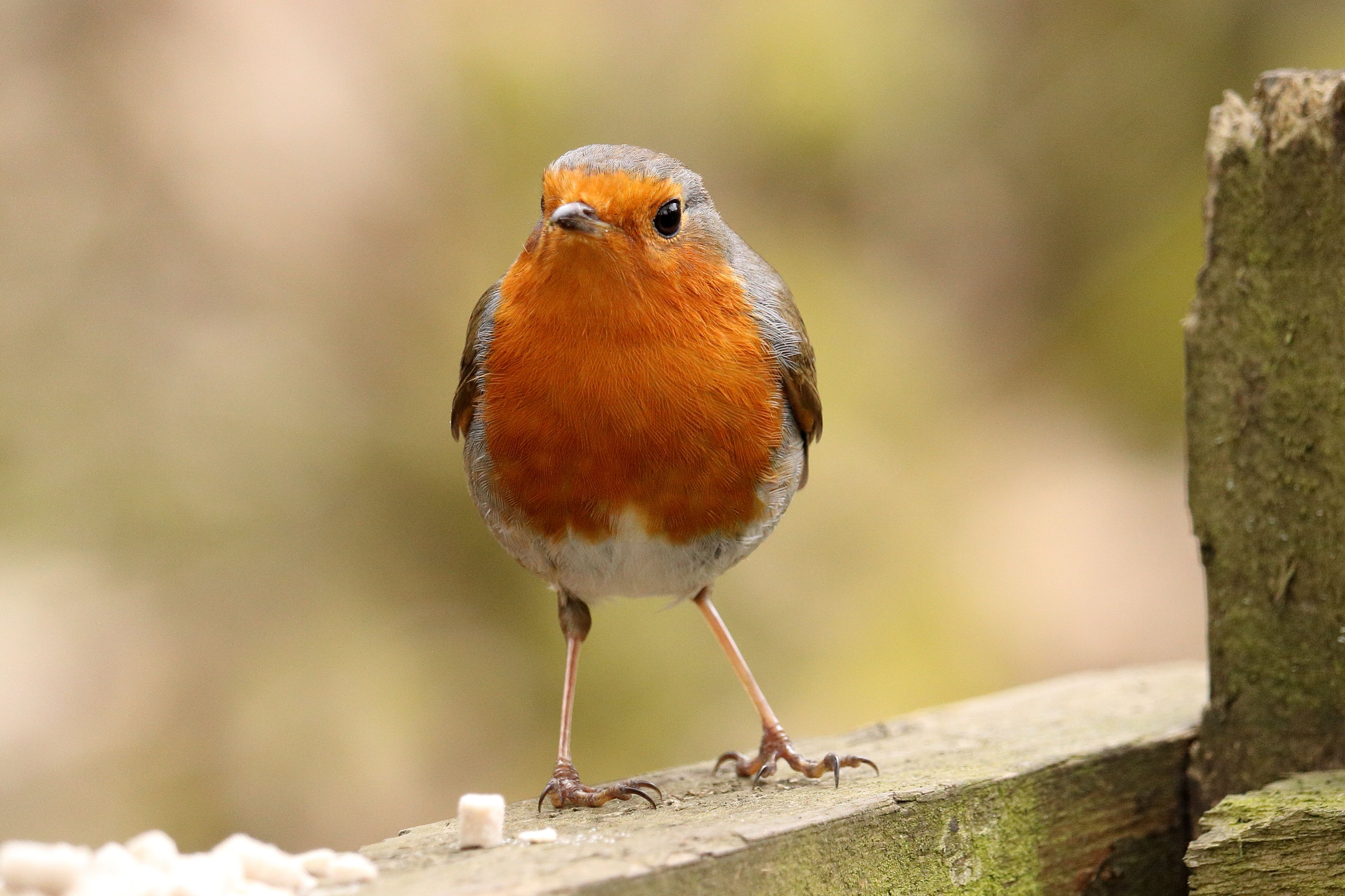 Close-up of a European Robin in West Bromwich · Free Stock Photo