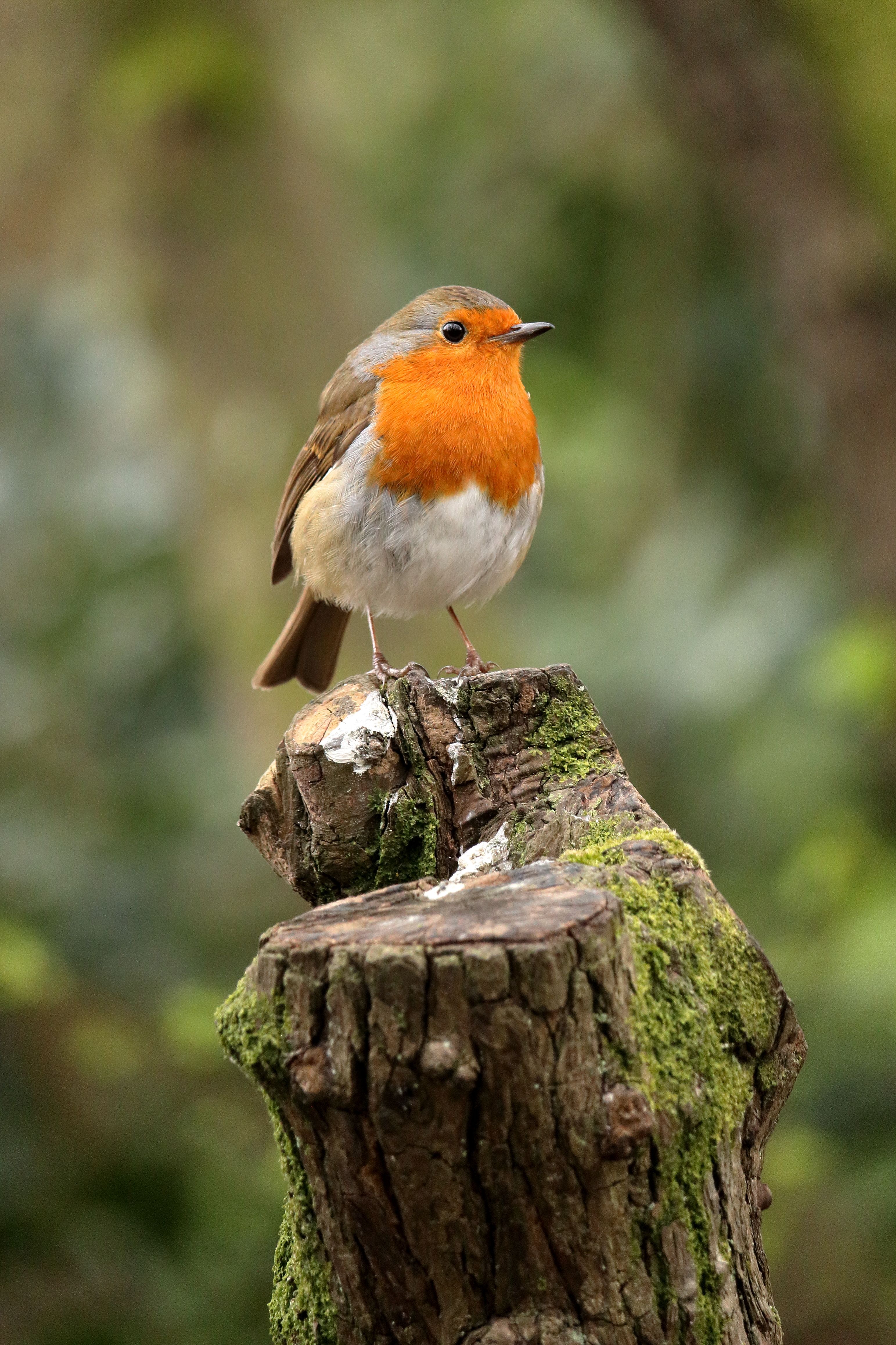 European Robin Perched on a Mossy Tree Stump · Free Stock Photo