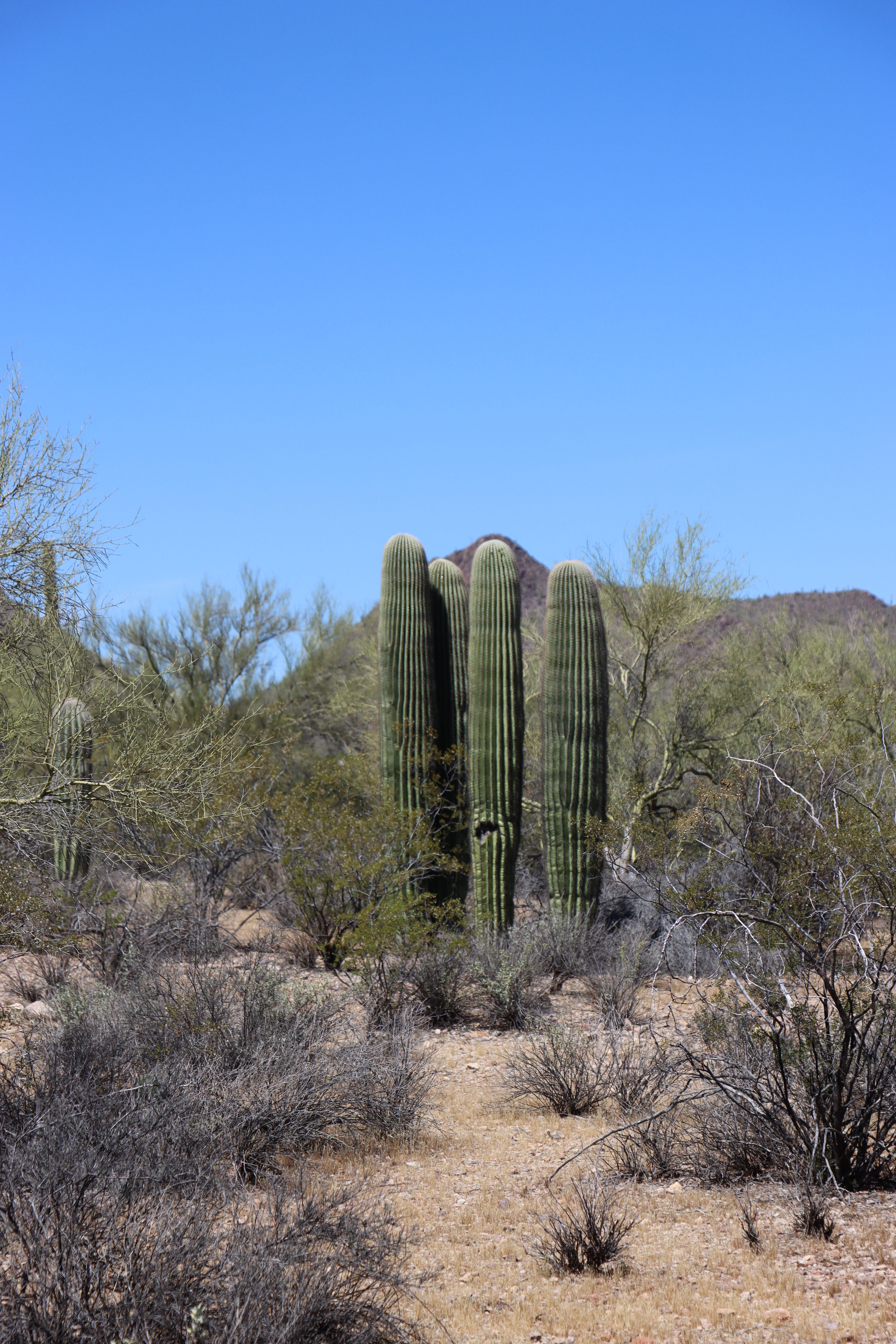 Saguaro Cactus in the Sonoran Desert Landscape · Free Stock Photo