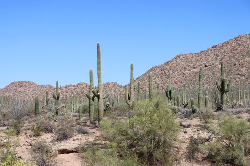 Free Explore the iconic saguaro cacti under a bright blue sky in Tucson, Arizona's Sonoran Desert. Stock Photo