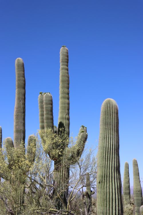 Majestic Saguaro Cacti Under Arizona Blue Skies · Free Stock Photo