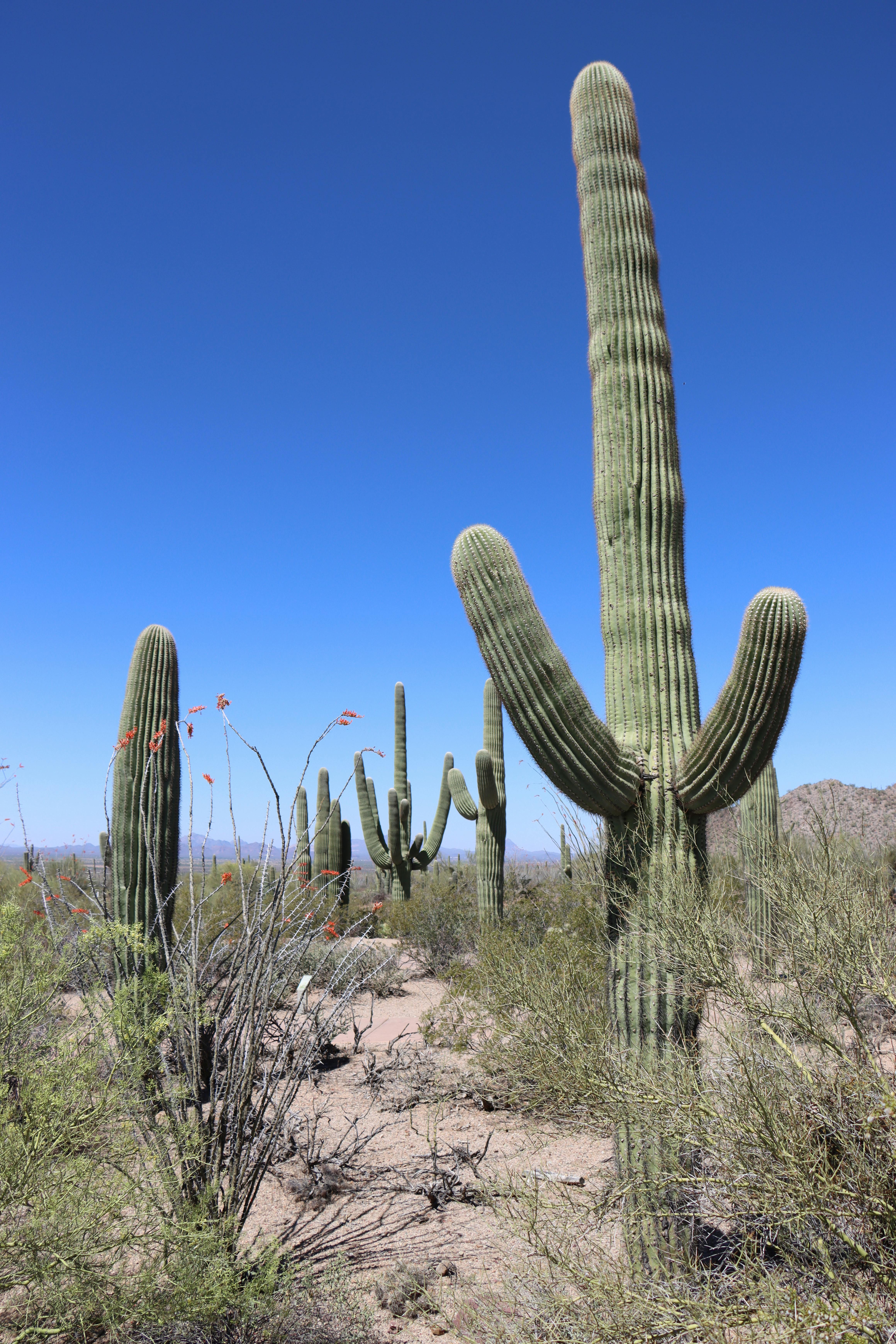 Sonoran desert with saguaro cactus — Phoenix anchor