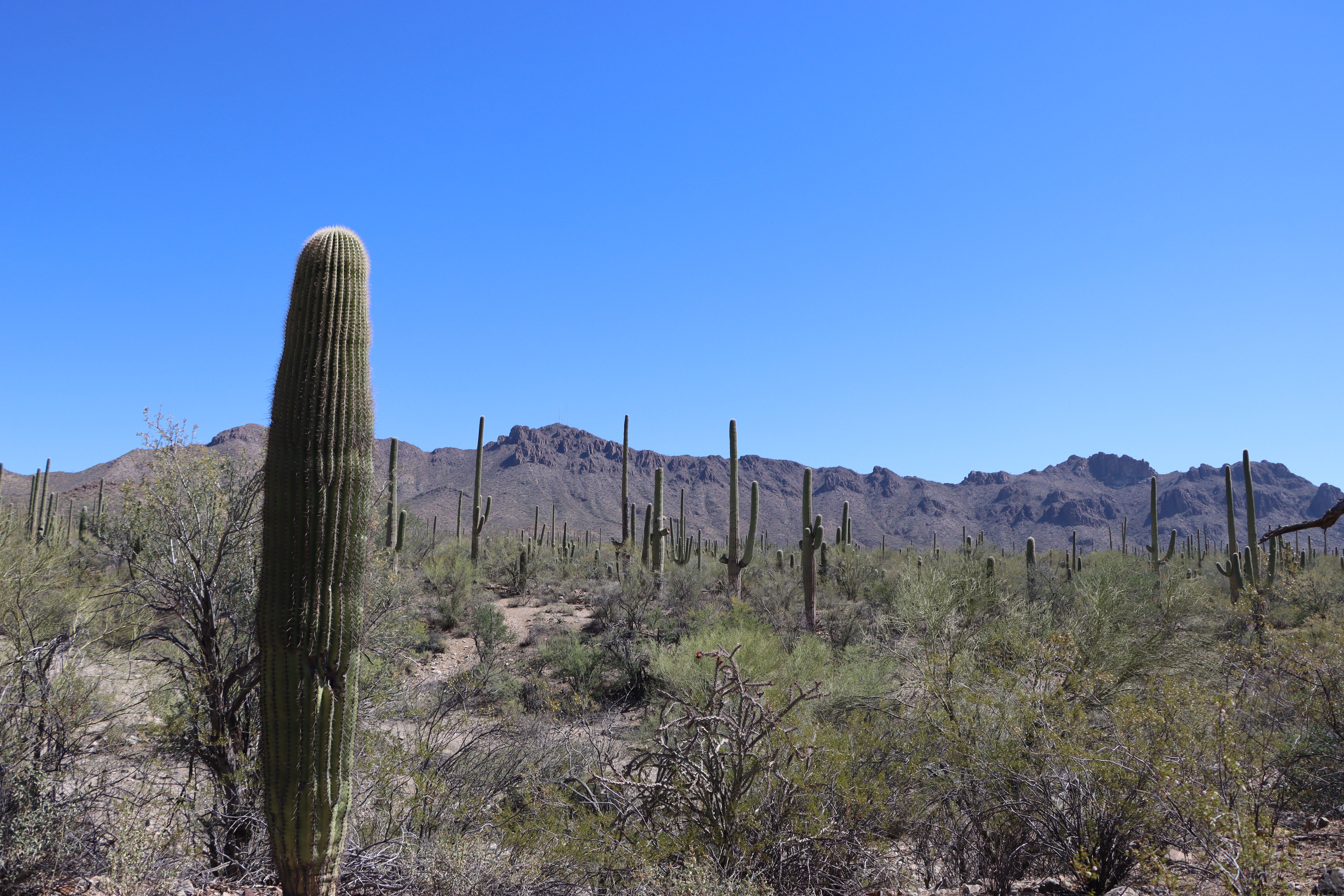 Saguaro Cacti in Sonoran Desert, Tucson, Arizona · Free Stock Photo