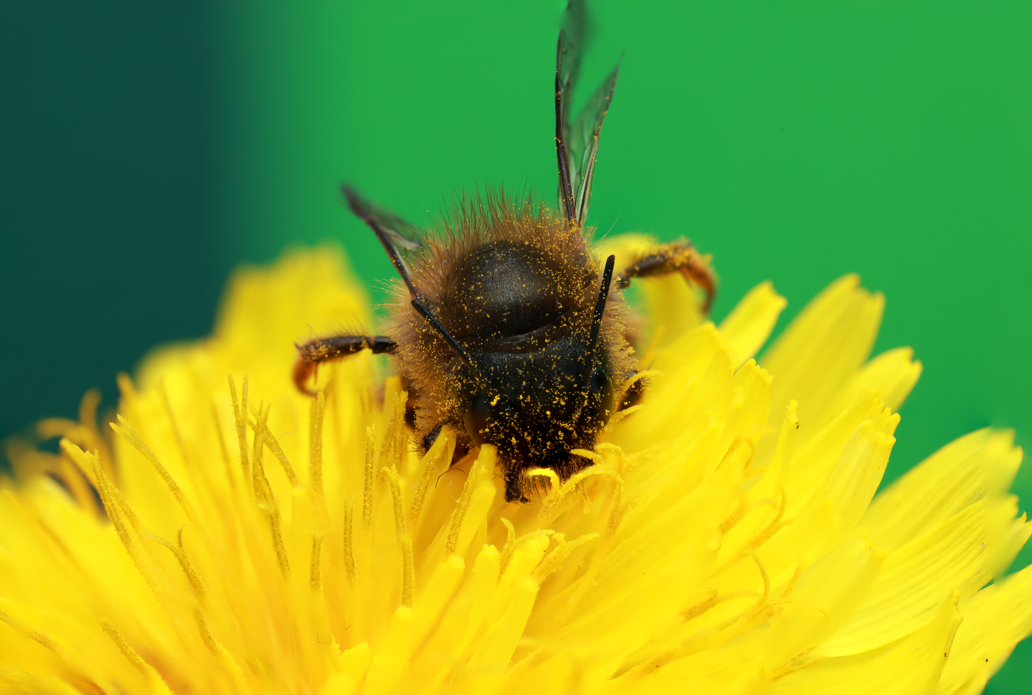 Check Your Local Pollen Count Daily
