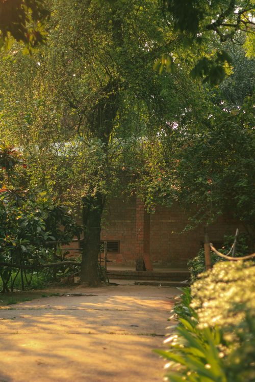 Free Sunlit path under lush trees at Dhaka University captures serene beauty. Stock Photo