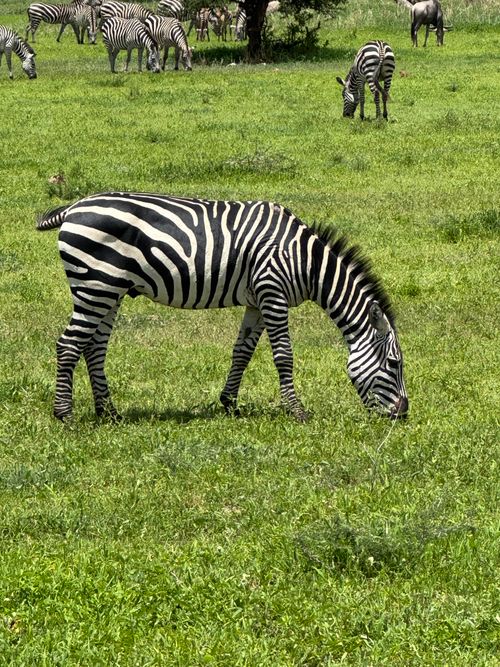 Free A zebra grazing in a lush green field in Tanzania, with a herd in the background. Stock Photo