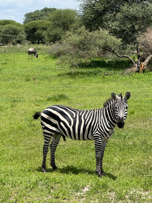 Free A vibrant zebra standing in lush Tanzanian grasslands with acacia trees under daylight. Stock Photo
