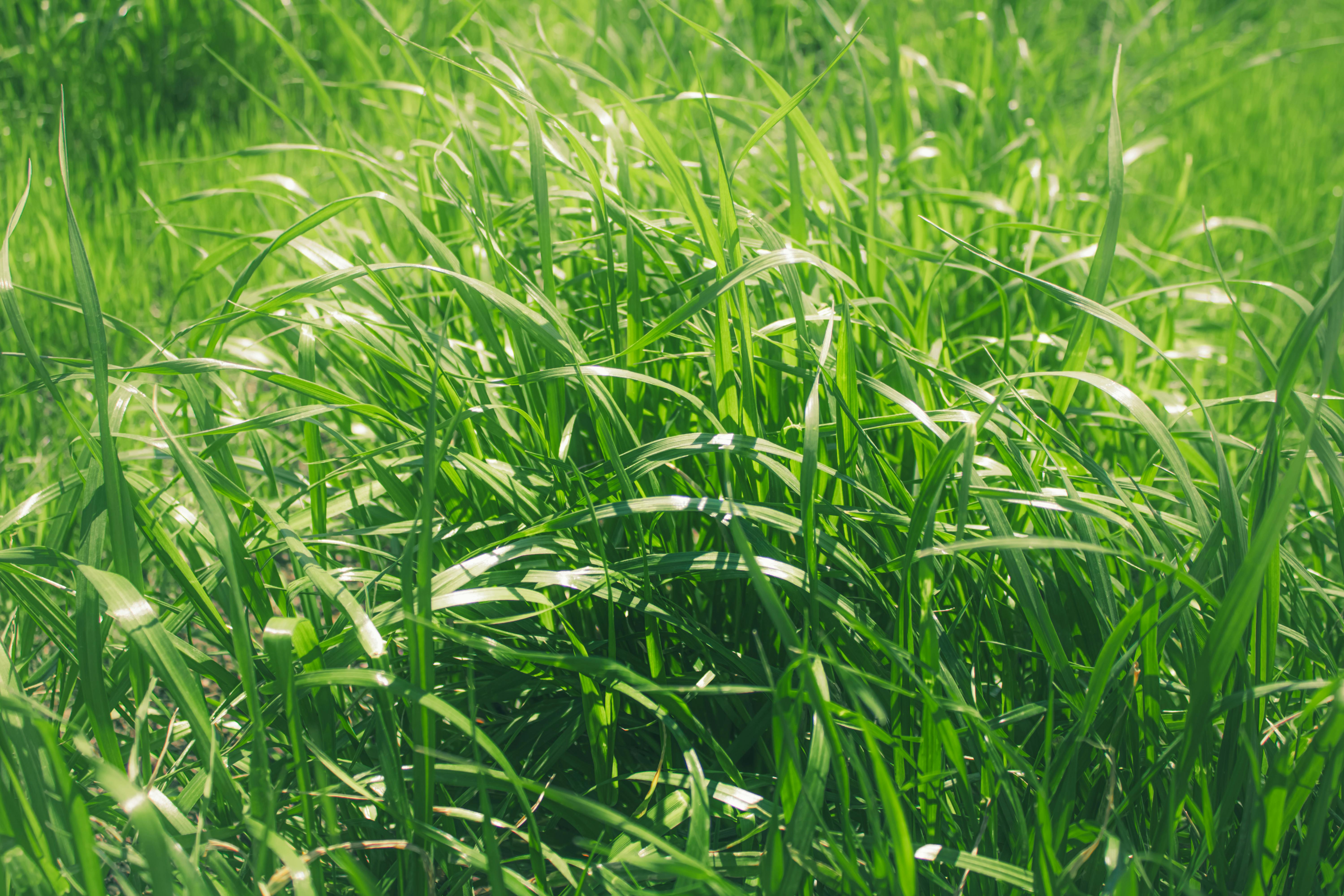 Gros plan sur des brins d'herbe d'un vert éclatant dans un champ ensoleillé, idéal pour les thèmes liés à la nature.