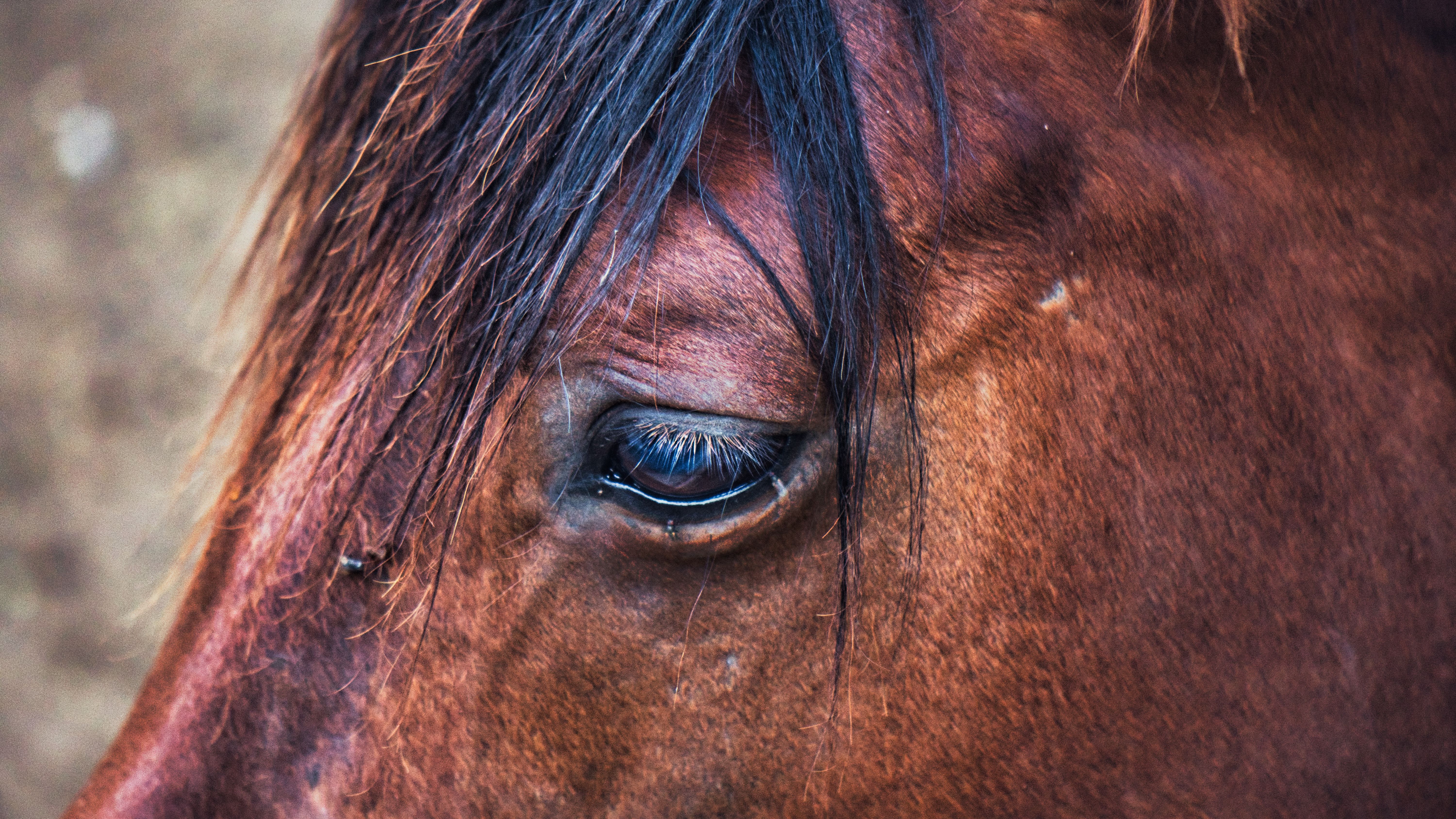 Detailed close-up of a brown horse's eye with a focus on its soulful expression.